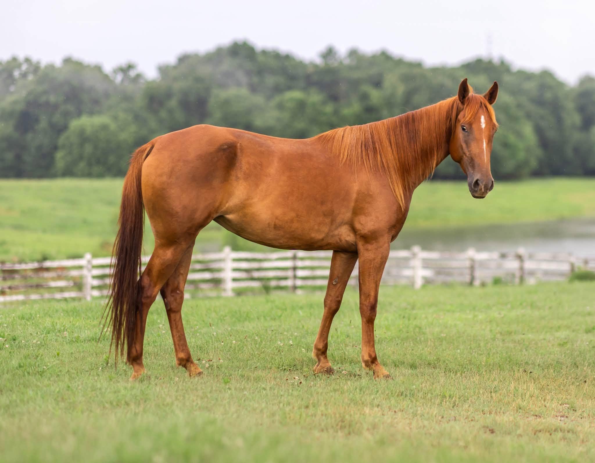 Enlarge Seven of Nine ATFO 2026 Diamond Division, a Adoptable mixed breed in Huntington, WV image 1/6