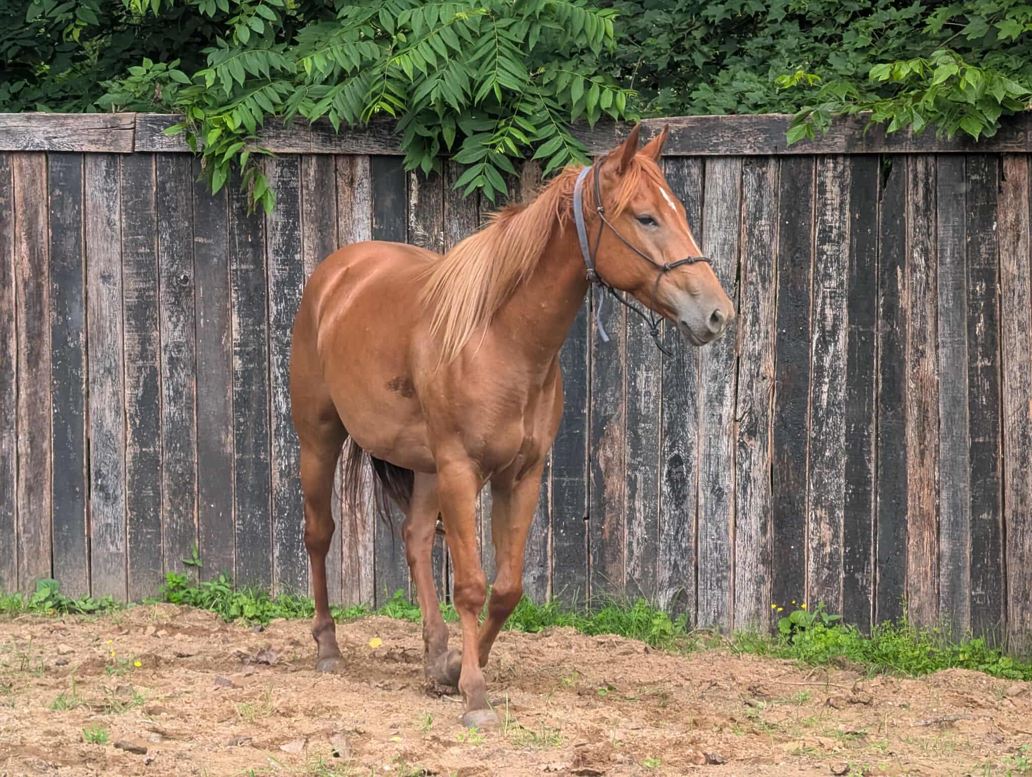 Enlarge Seven of Nine, a Adoptable mixed breed in Huntington, WV image 5/6