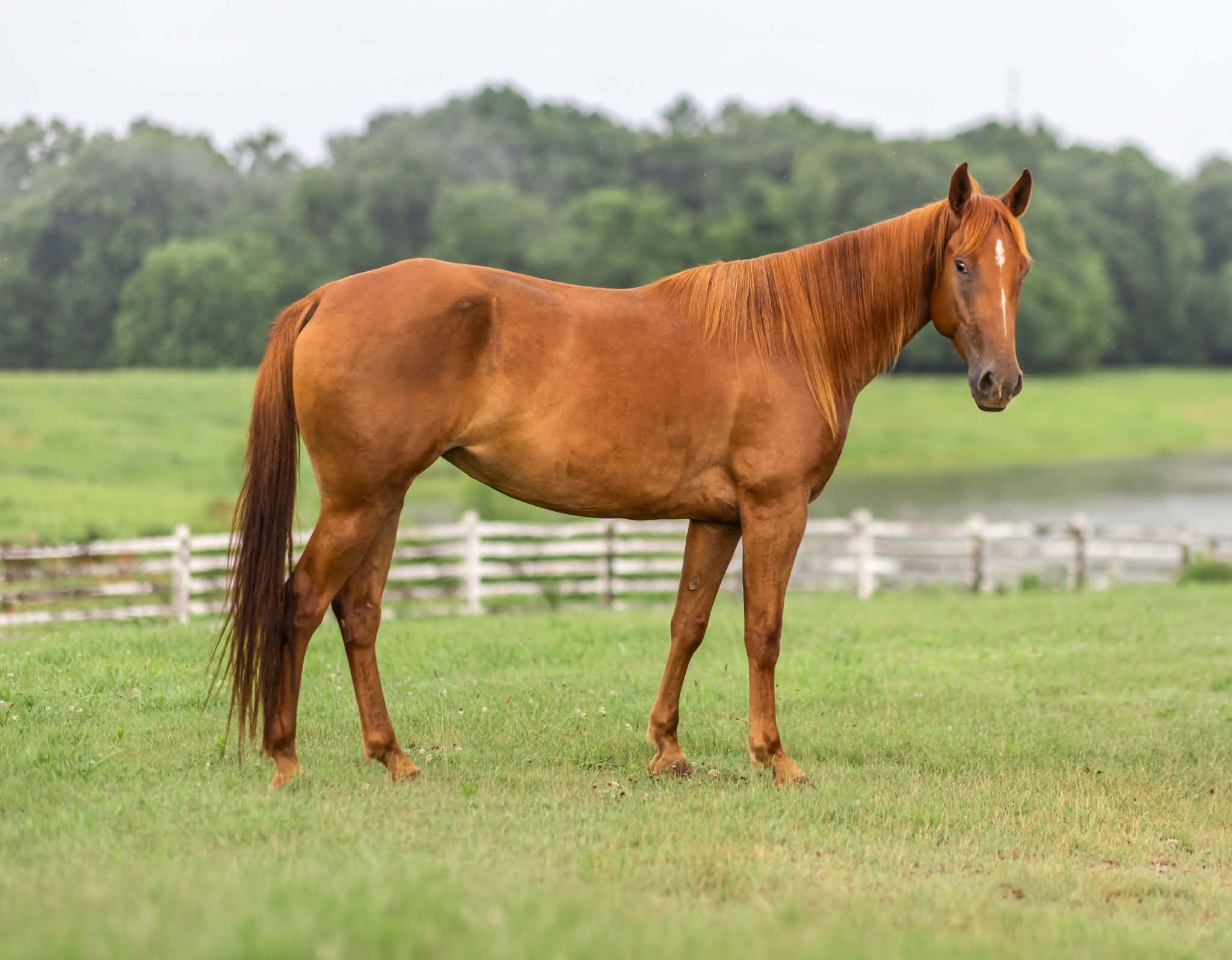 Enlarge Seven of Nine ATFO 2026 Diamond Division, a Adoptable mixed breed in Huntington, WV image 2/6