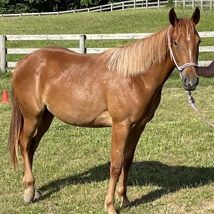 Enlarge Seven of Nine, a Adoptable mixed breed in Huntington, WV image 2/6