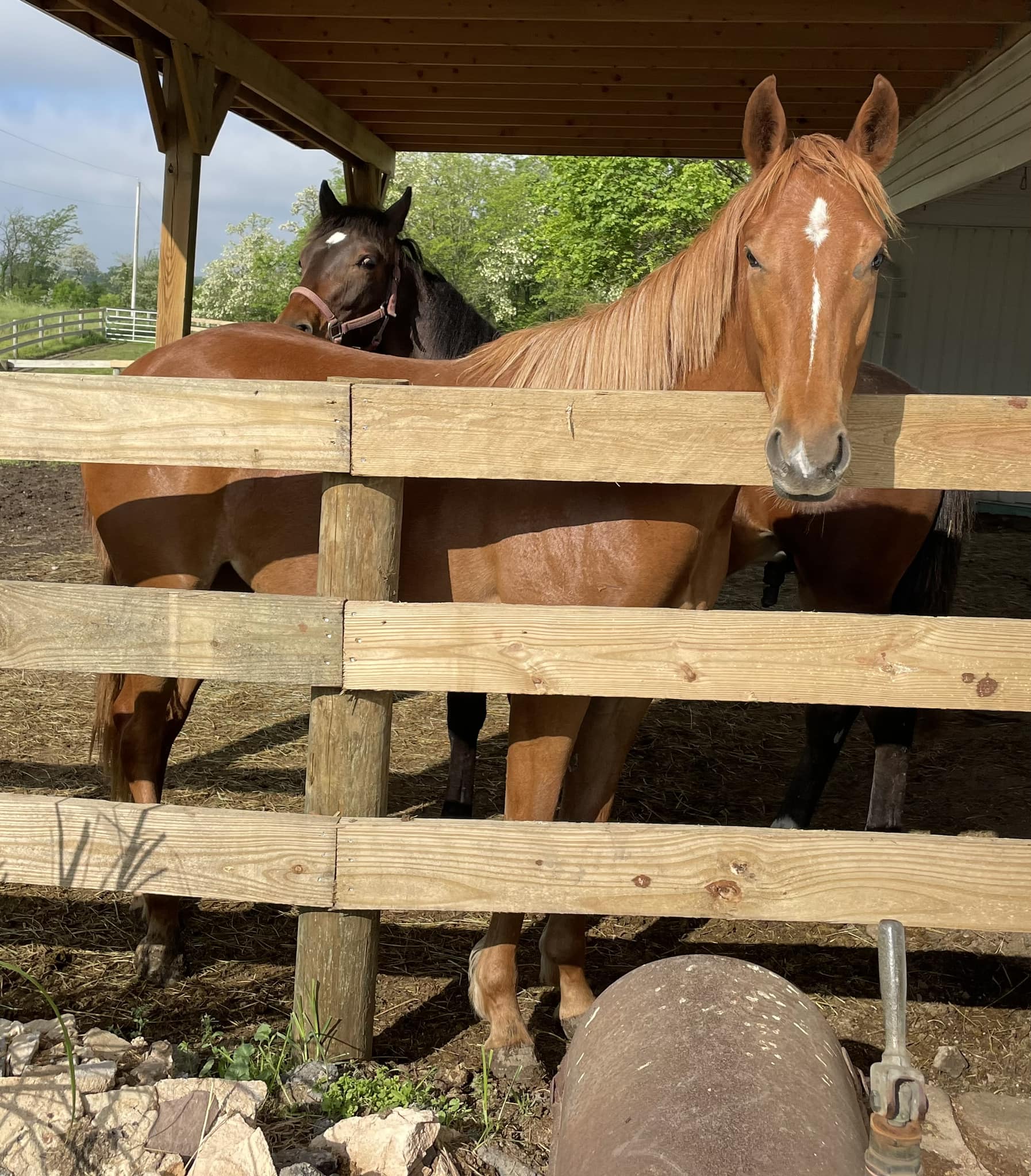 Enlarge Seven of Nine, a Adoptable mixed breed in Huntington, WV image 3/6