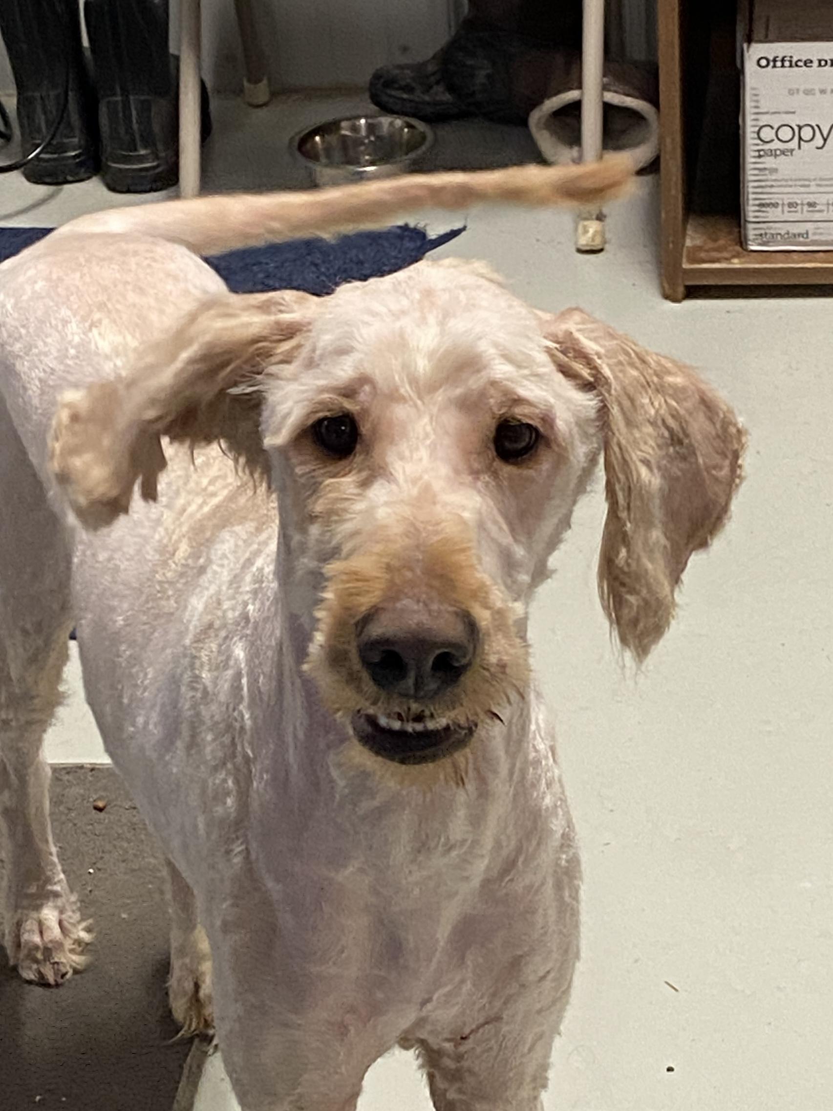 Enlarge Goober, a Adoptable Goldendoodle in Hartford, KY image 2/6