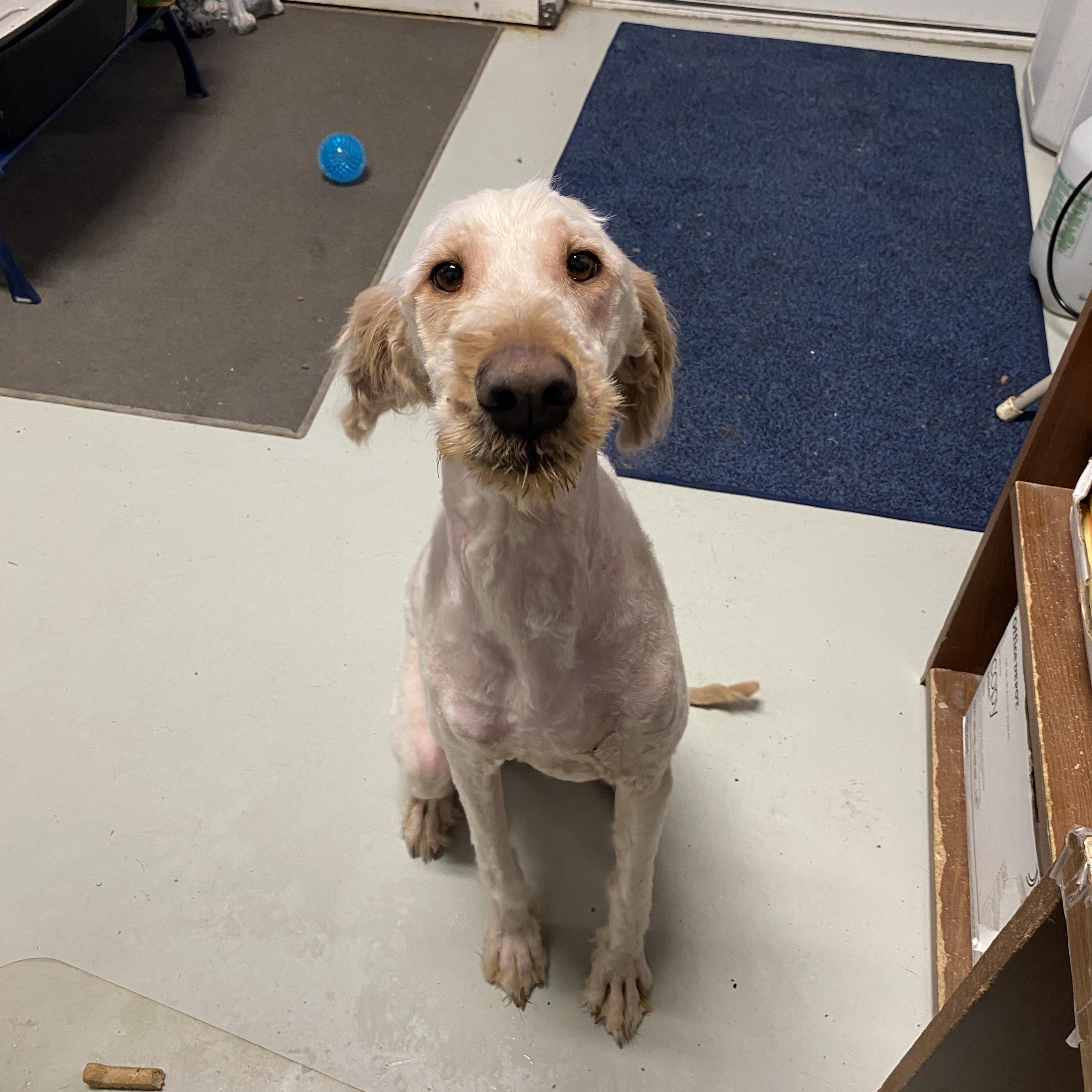 Enlarge Goober, a Adoptable Goldendoodle in Hartford, KY image 3/6