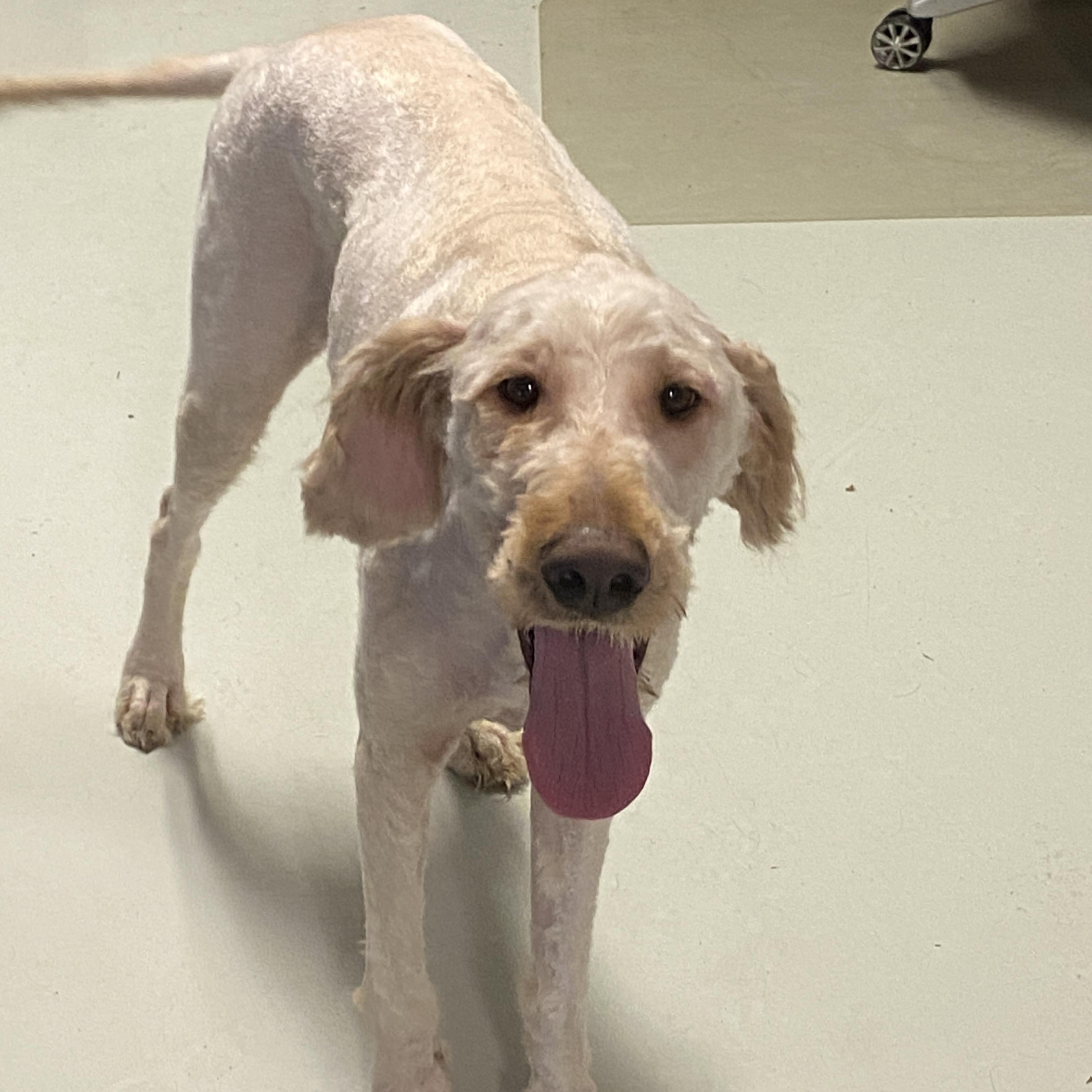 Enlarge Goober, a Adoptable Goldendoodle in Hartford, KY image 6/6