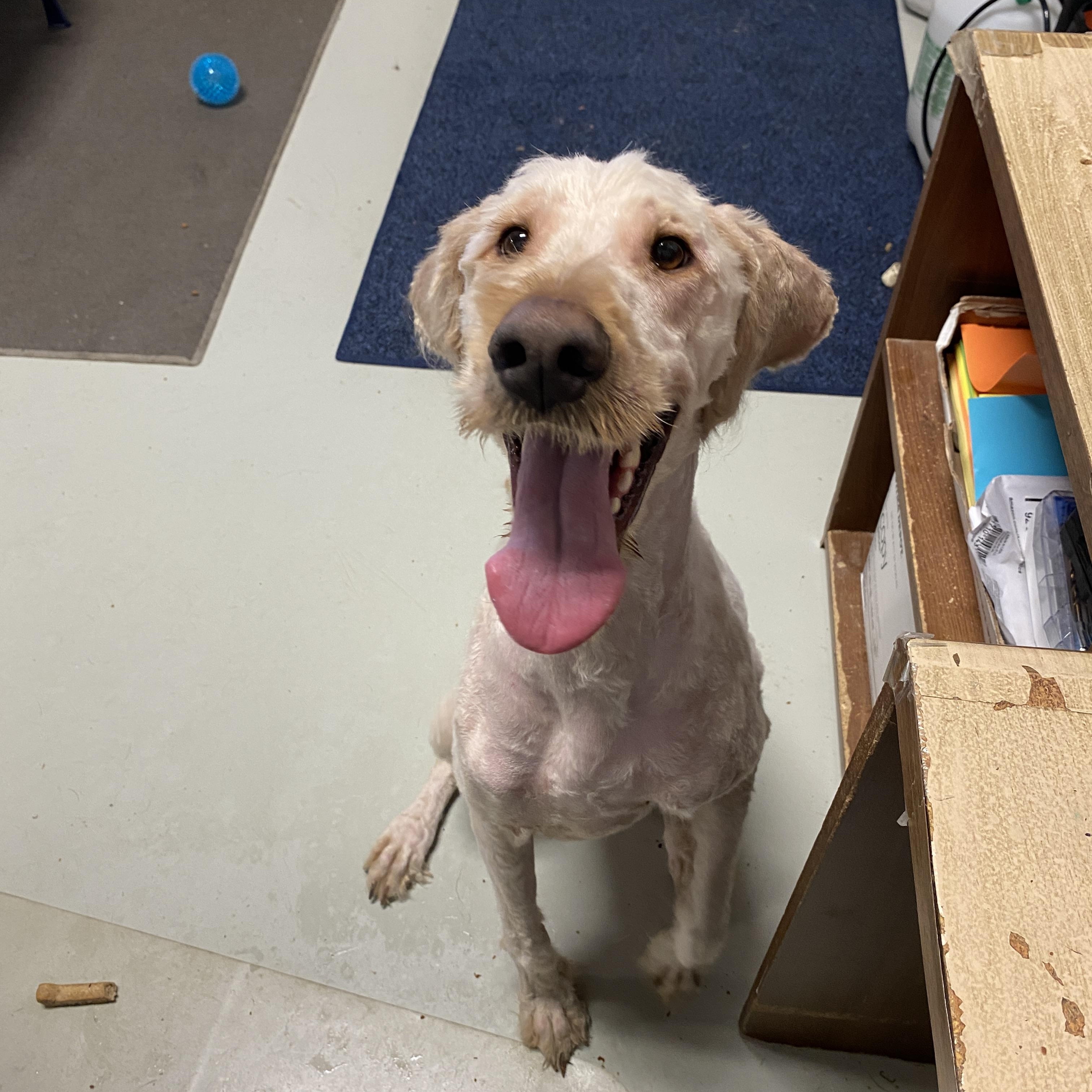 Enlarge Goober, a Adoptable Goldendoodle in Hartford, KY image 4/6