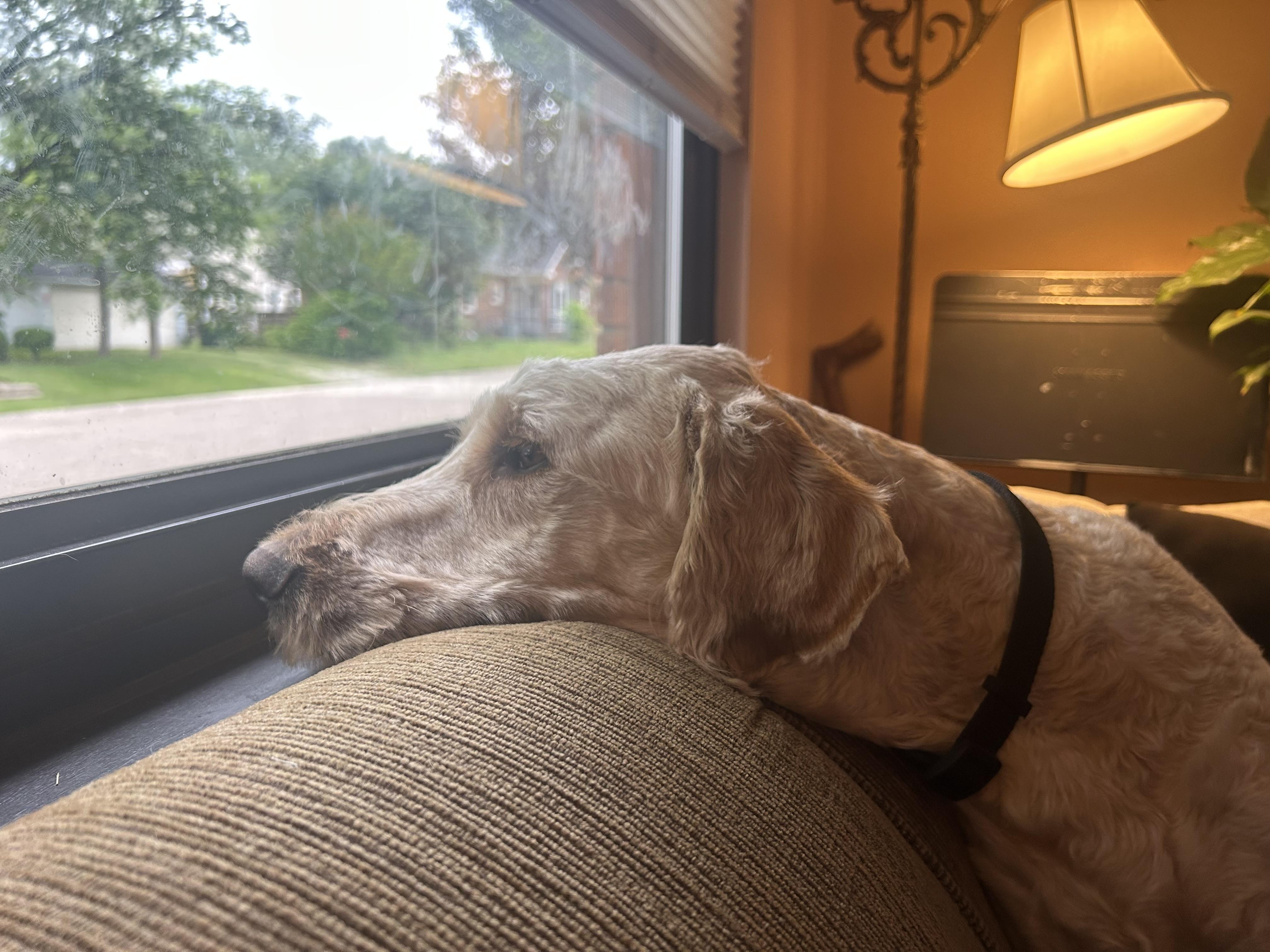 0877 Goober - Adopted | Petfinder