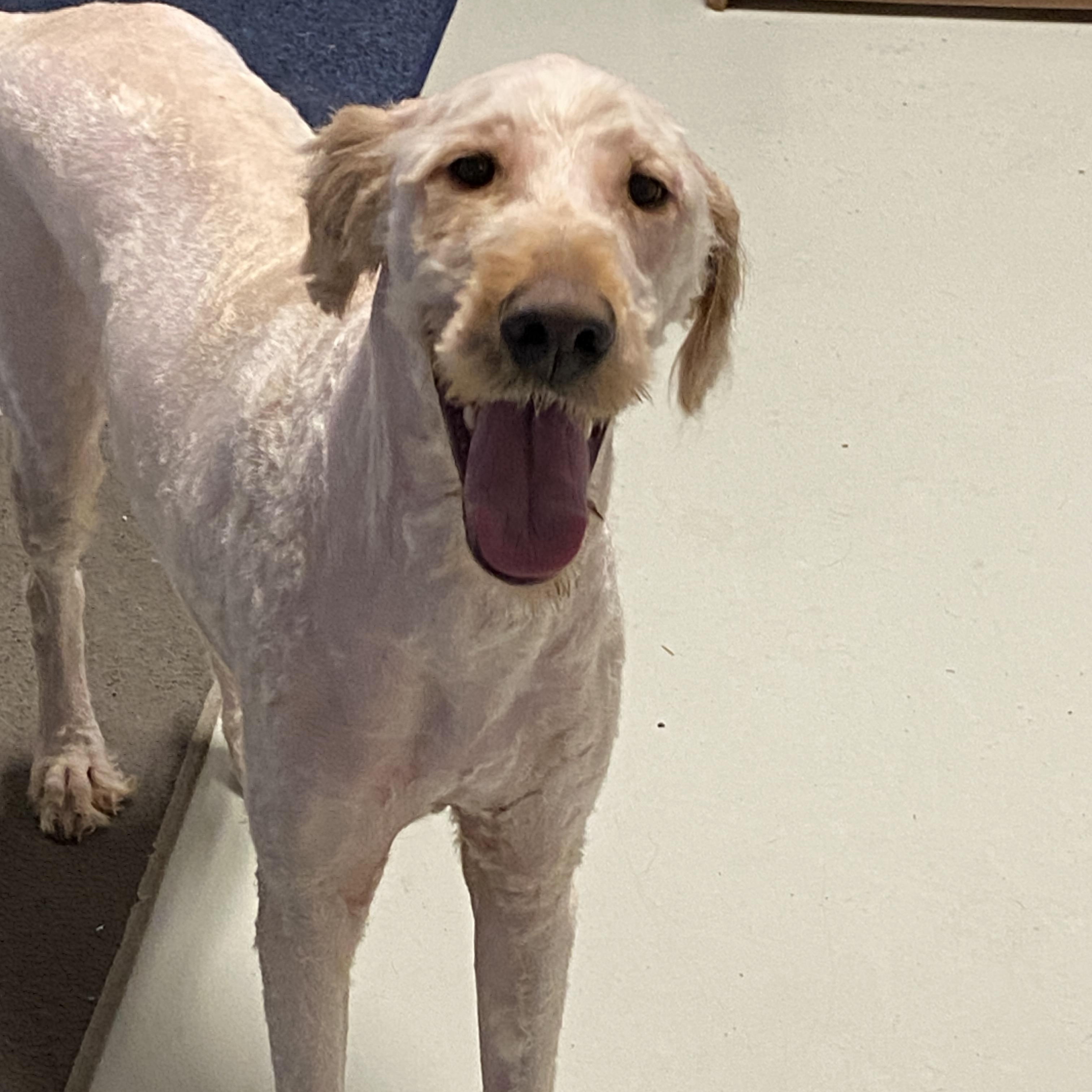 Enlarge Goober, a Adoptable Goldendoodle in Hartford, KY image 5/6
