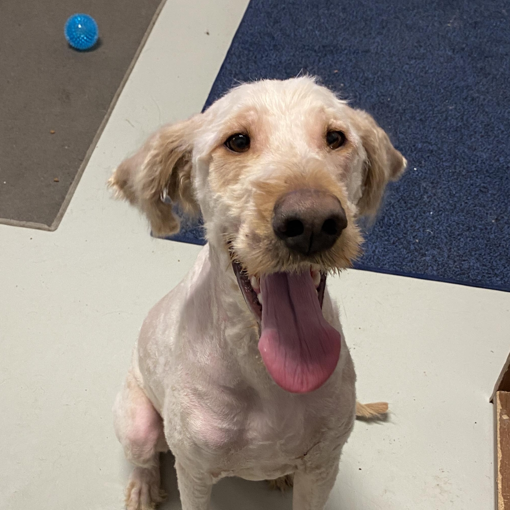 Enlarge Goober, a Adoptable Goldendoodle in Hartford, KY image 1/6