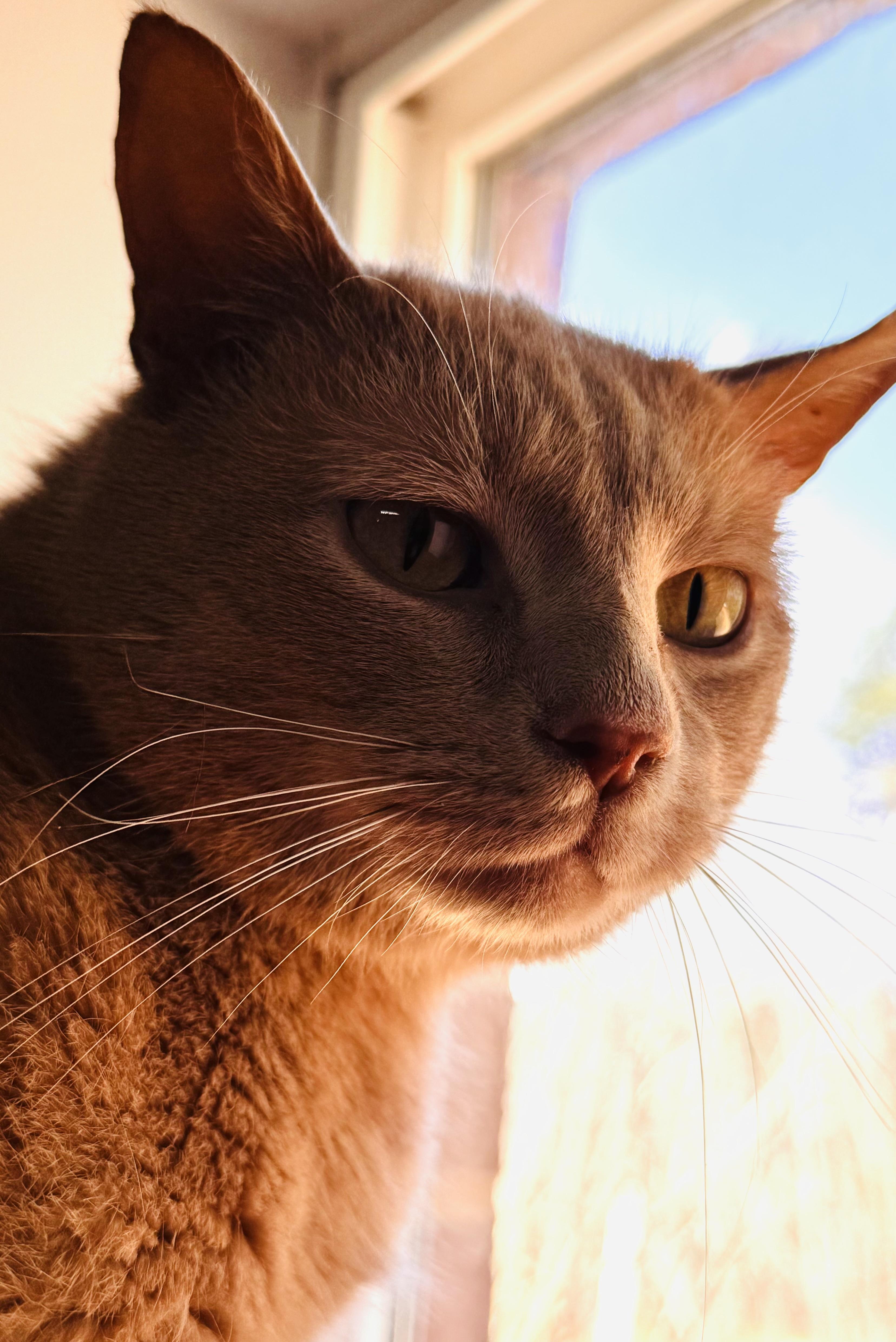 Cinnamon — thumbnail 2