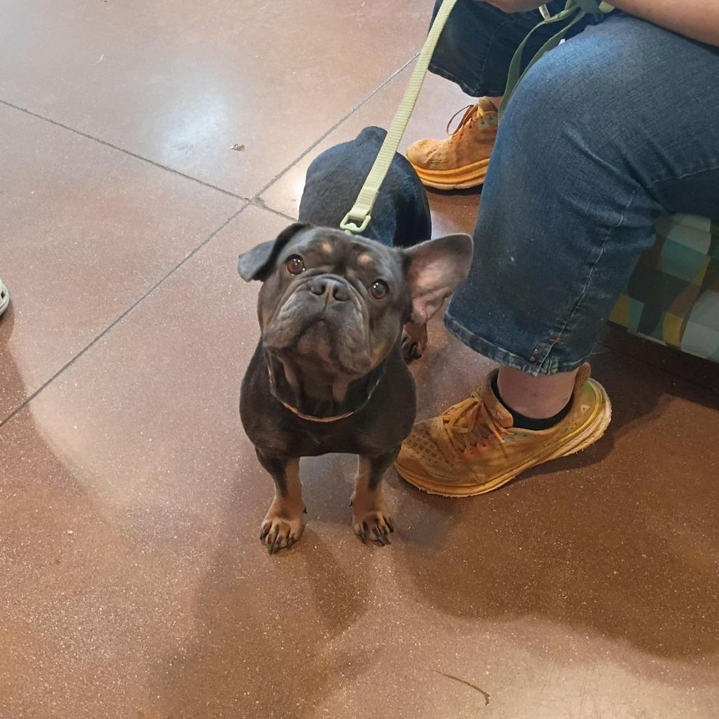 Gucci, Adoptable, Adult Male French Bulldog.