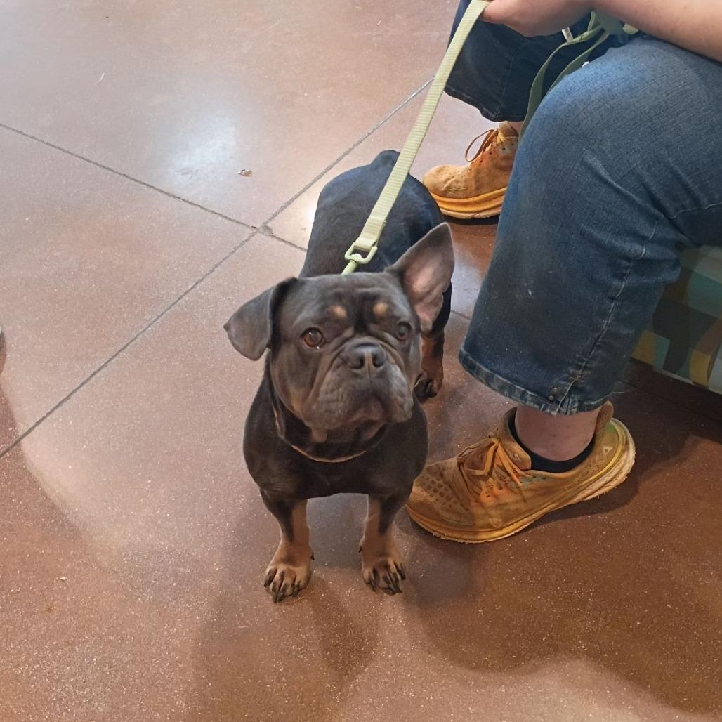 Enlarge Gucci, a Adoptable French Bulldog in Lynchburg, VA image 2/2