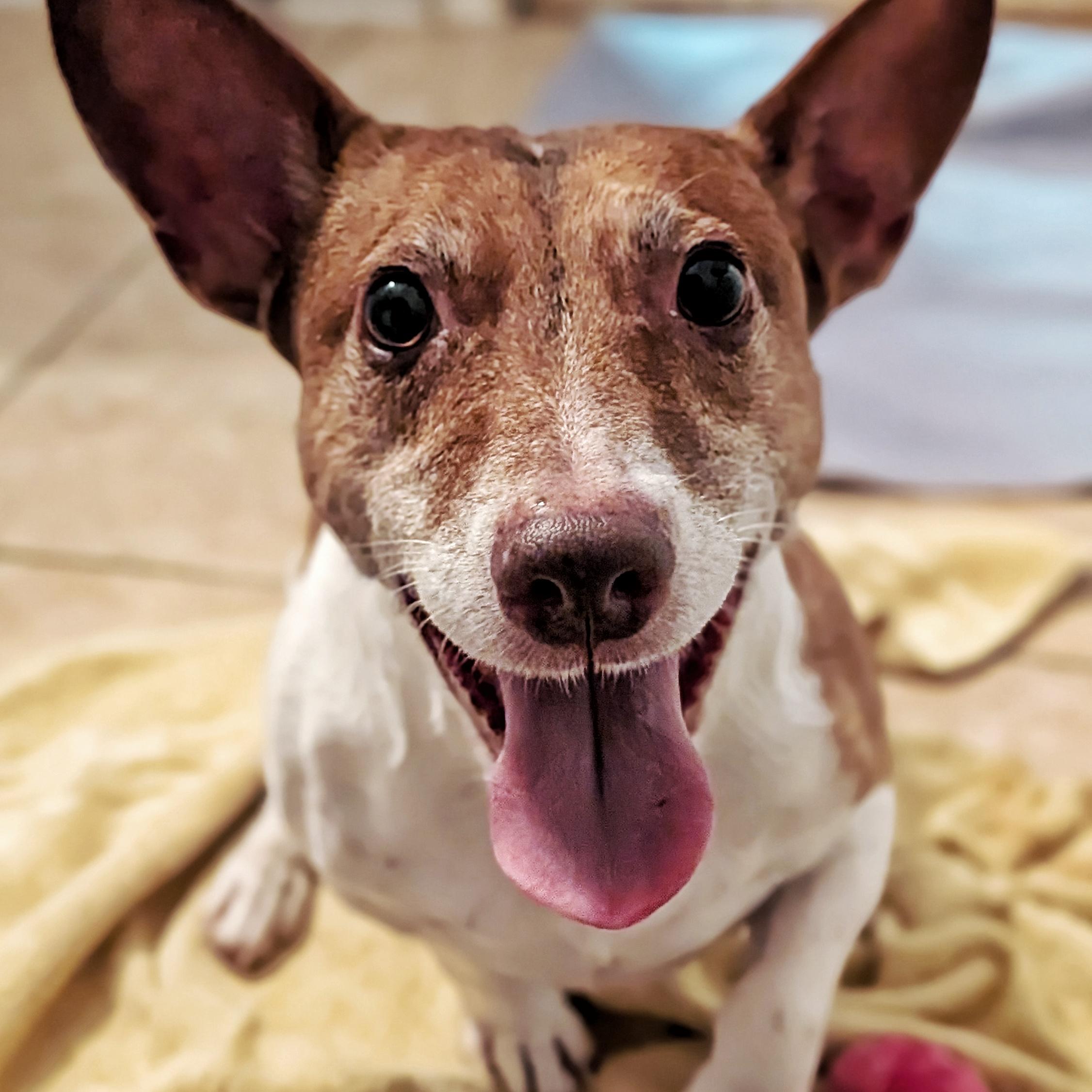 Enlarge Max, a ADOPTABLE mixed breed in Eustis, FL image 2/2