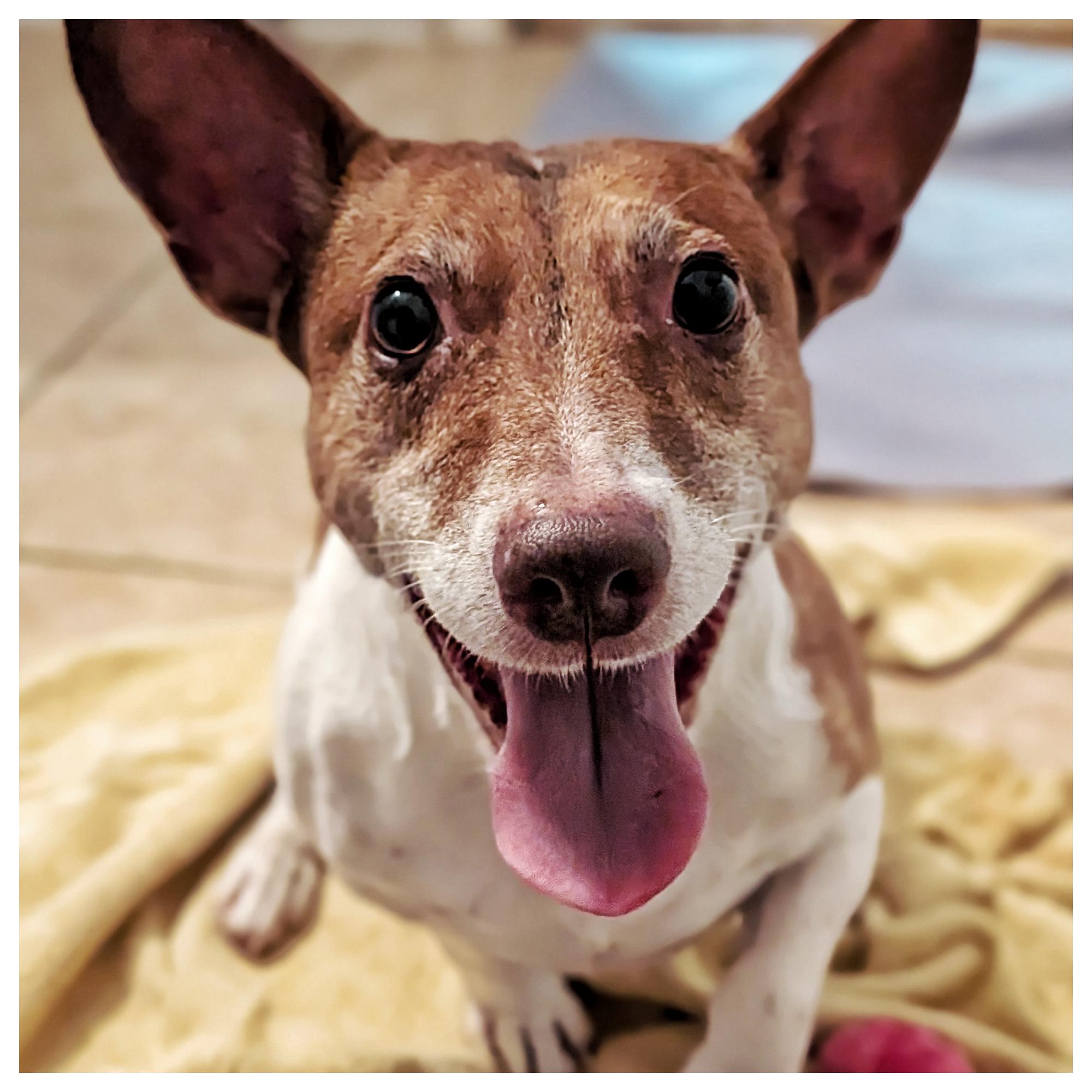 Enlarge Max, a ADOPTABLE mixed breed in Eustis, FL image 1/2