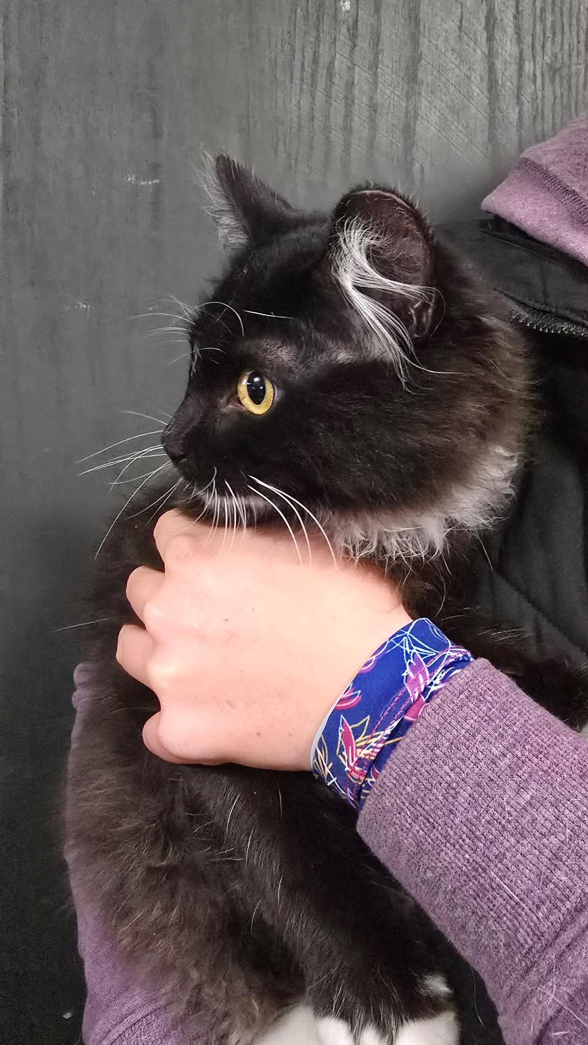 Enlarge Figaro, an adopted mixed breed in Seattle, WA image 3/4