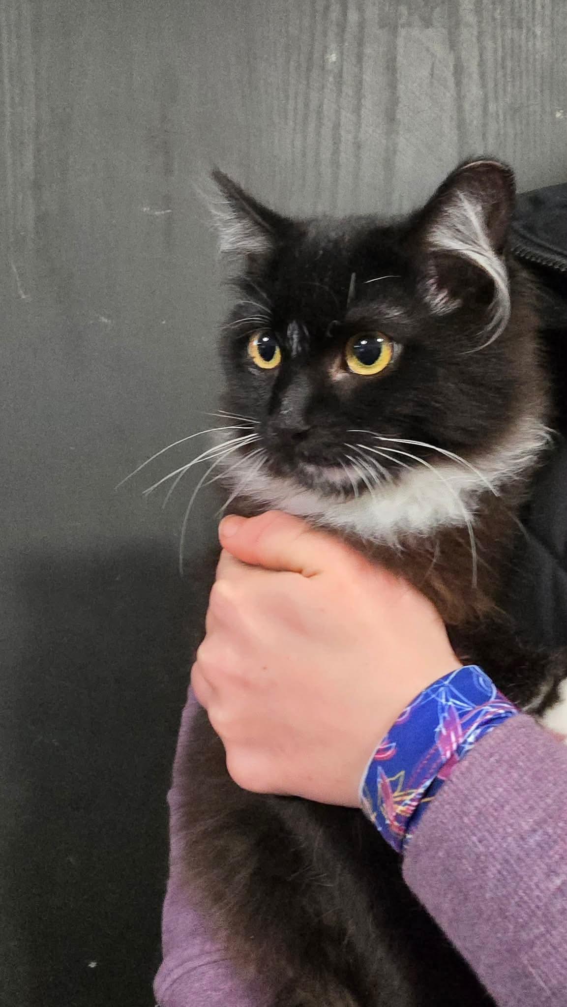 Enlarge Figaro, an adopted mixed breed in Seattle, WA image 2/4