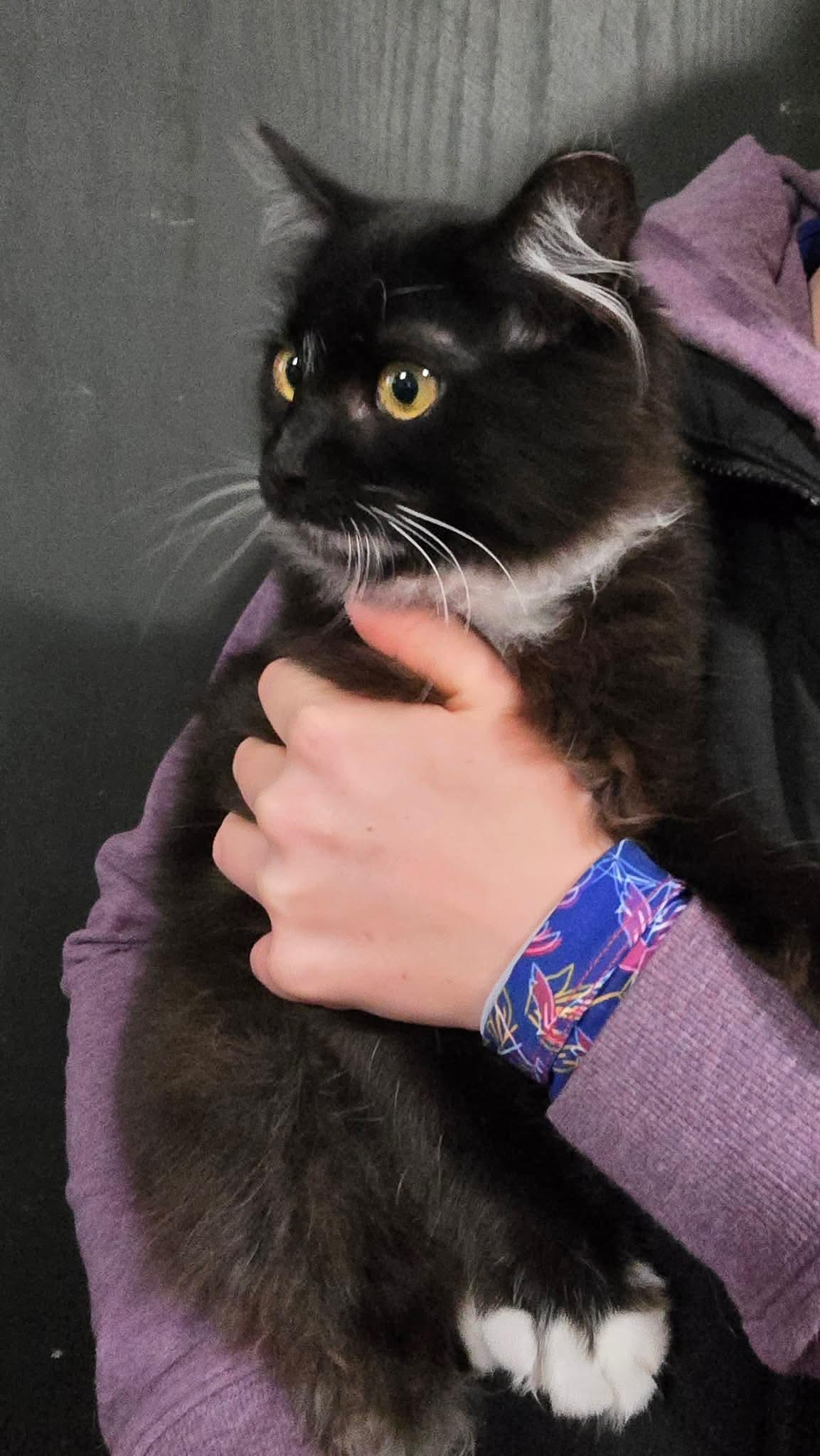 Enlarge Figaro, an adopted mixed breed in Seattle, WA image 4/4