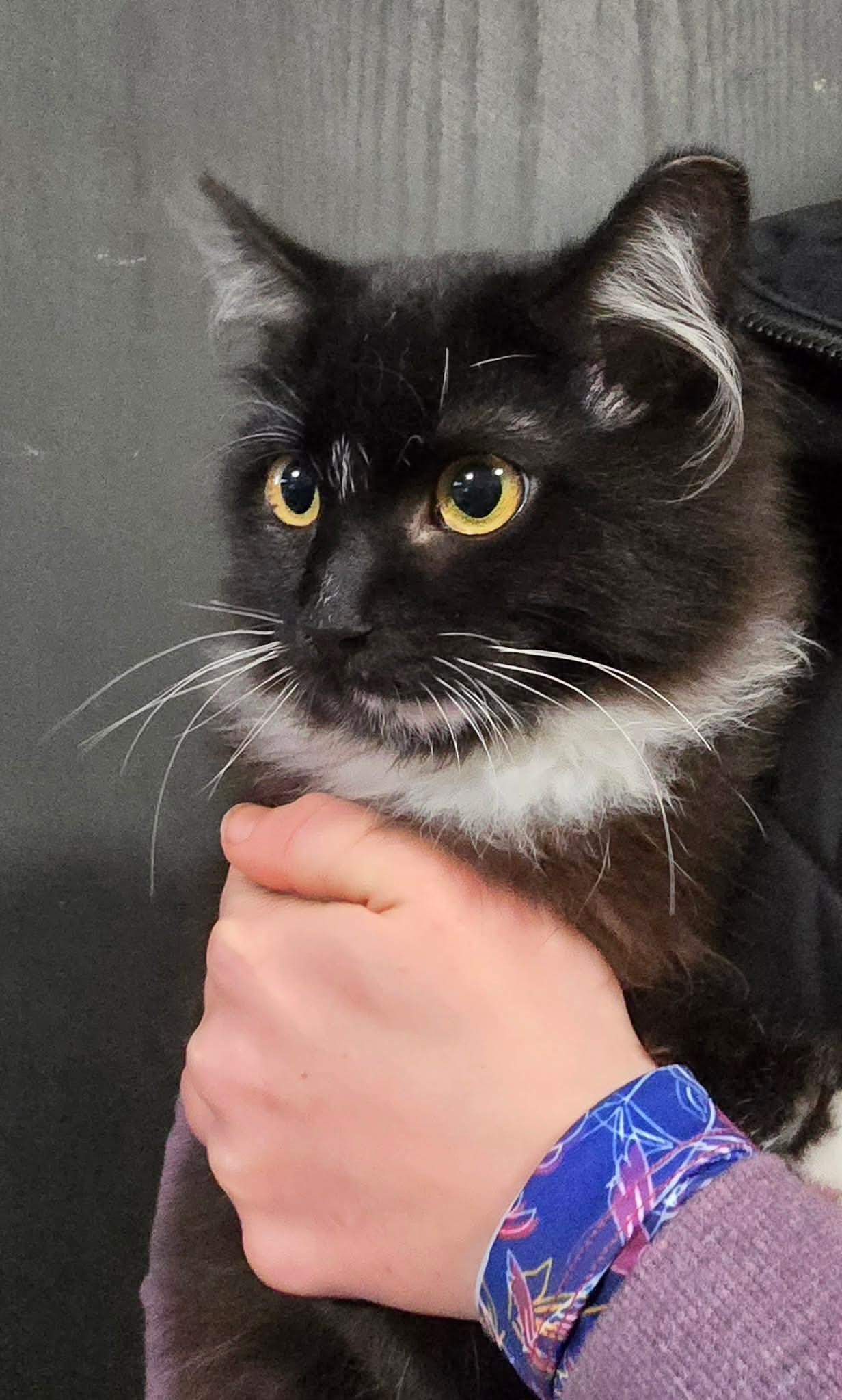 Enlarge Figaro, an adopted mixed breed in Seattle, WA image 1/4