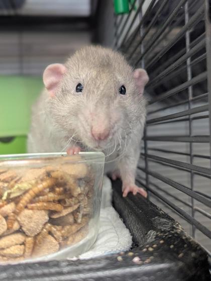 Enlarge Francis, a Adoptable Rat in Montreal, QC image 1/3
