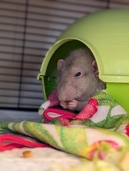 Francis, Adoptable, Adult Male Rat.