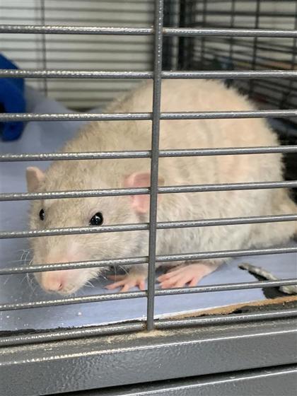 Enlarge Francis, a Adoptable Rat in Montreal, QC image 1/1