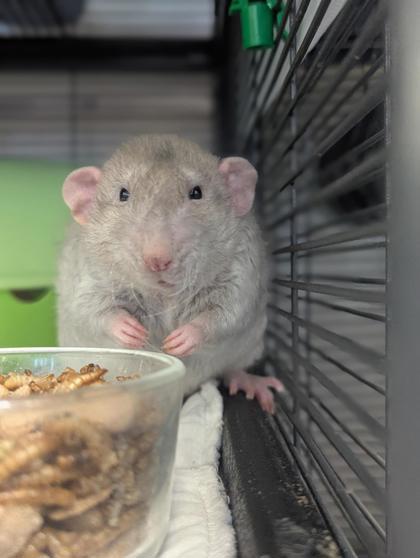 Enlarge Francis, a Adoptable Rat in Montreal, QC image 3/3