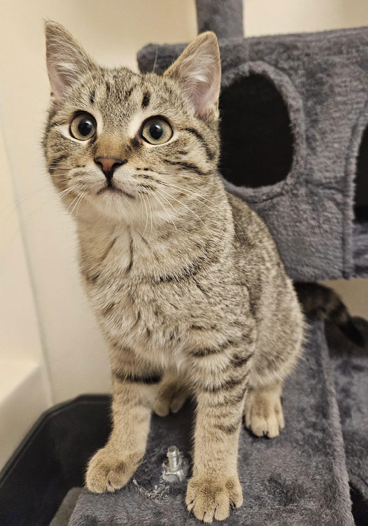 Enlarge Chestnut, a Adopted Domestic Short Hair in Crystal, MN image 1/3