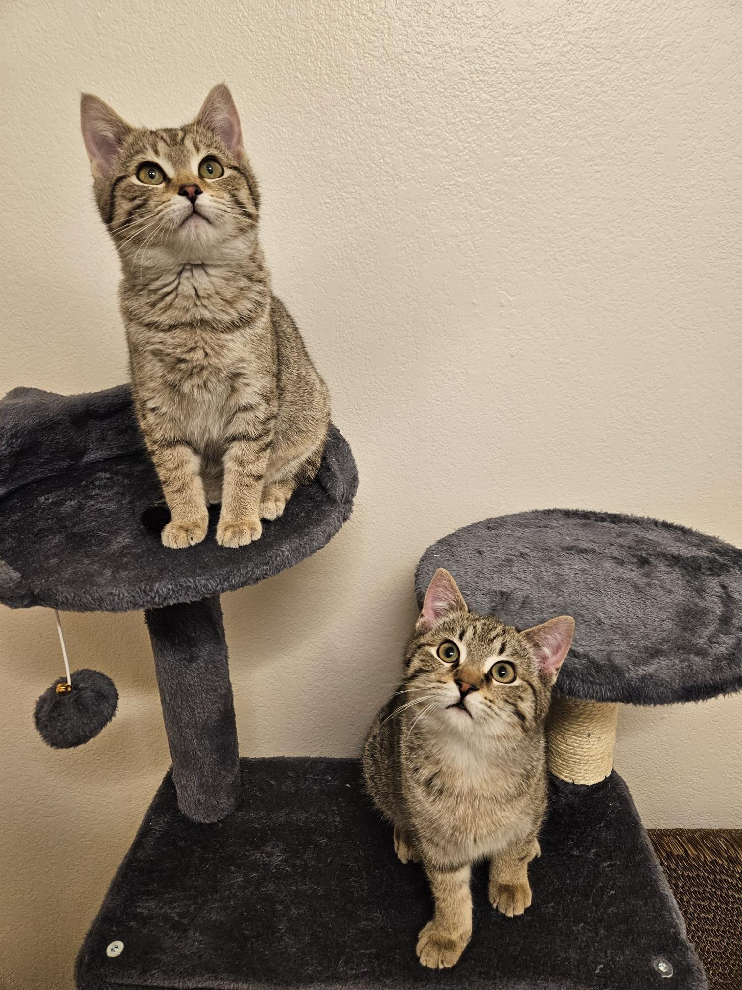 Enlarge Chestnut, a Adopted Domestic Short Hair in Crystal, MN image 2/3