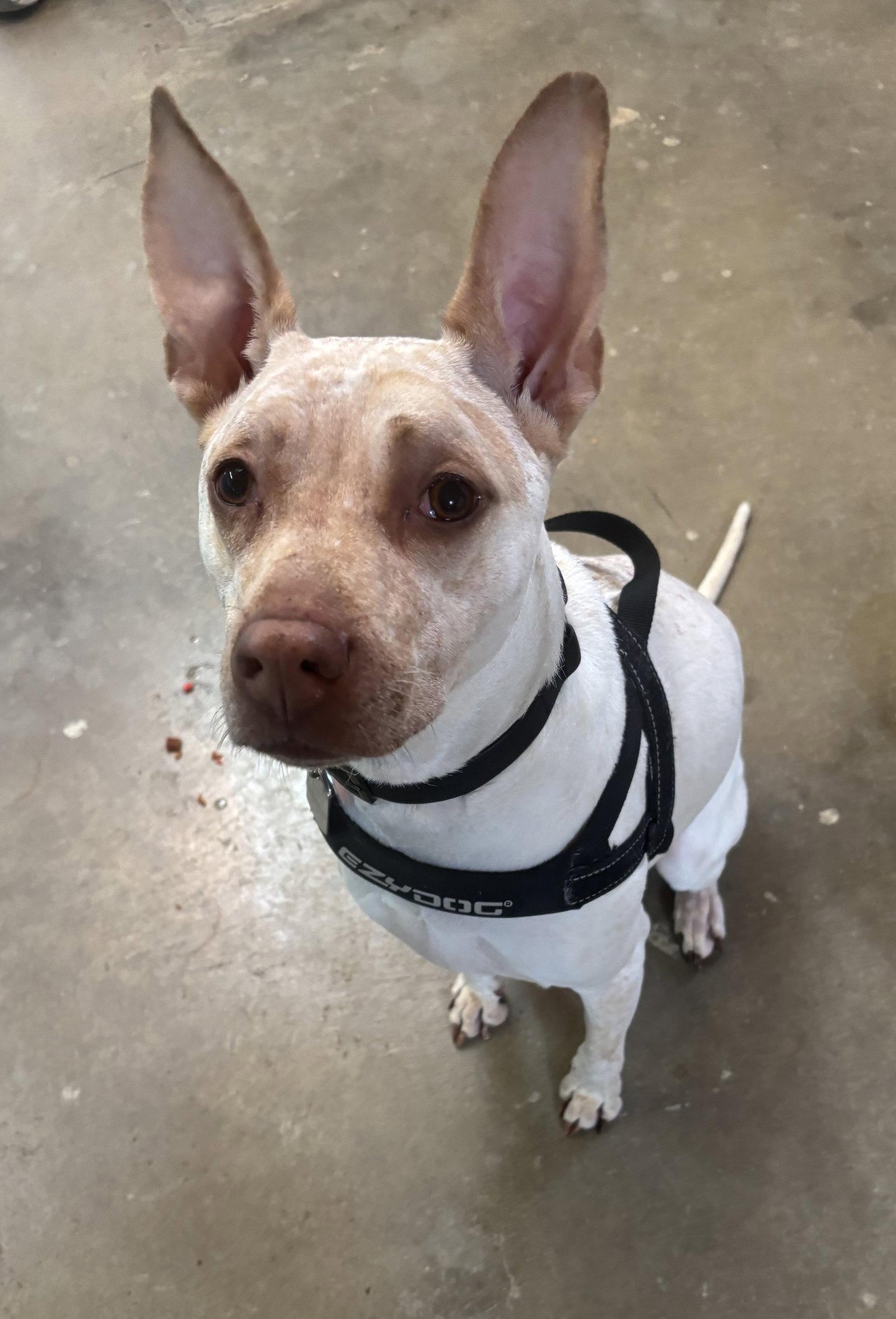Honey, Adoptable, Adult Female Australian Cattle Dog / Blue Heeler.