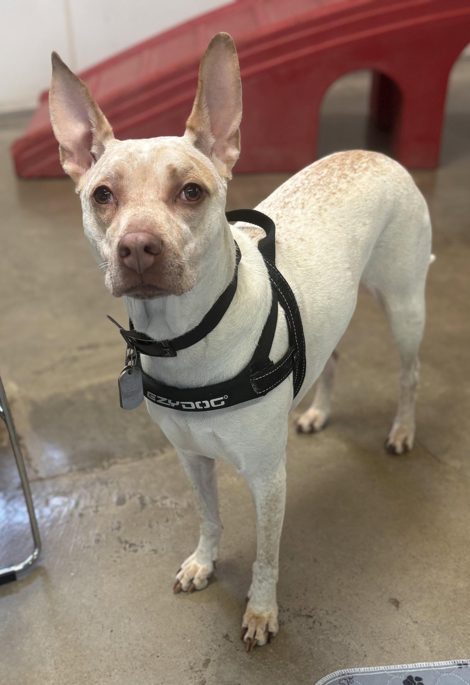 Enlarge Honey, a Adoptable Australian Cattle Dog / Blue Heeler in Williamsburg, IA image 2/3