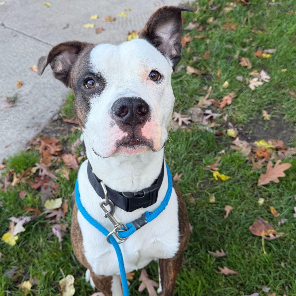 Enlarge Cedar, a Adoptable Boxer in Grand Rapids, MI image 1/2