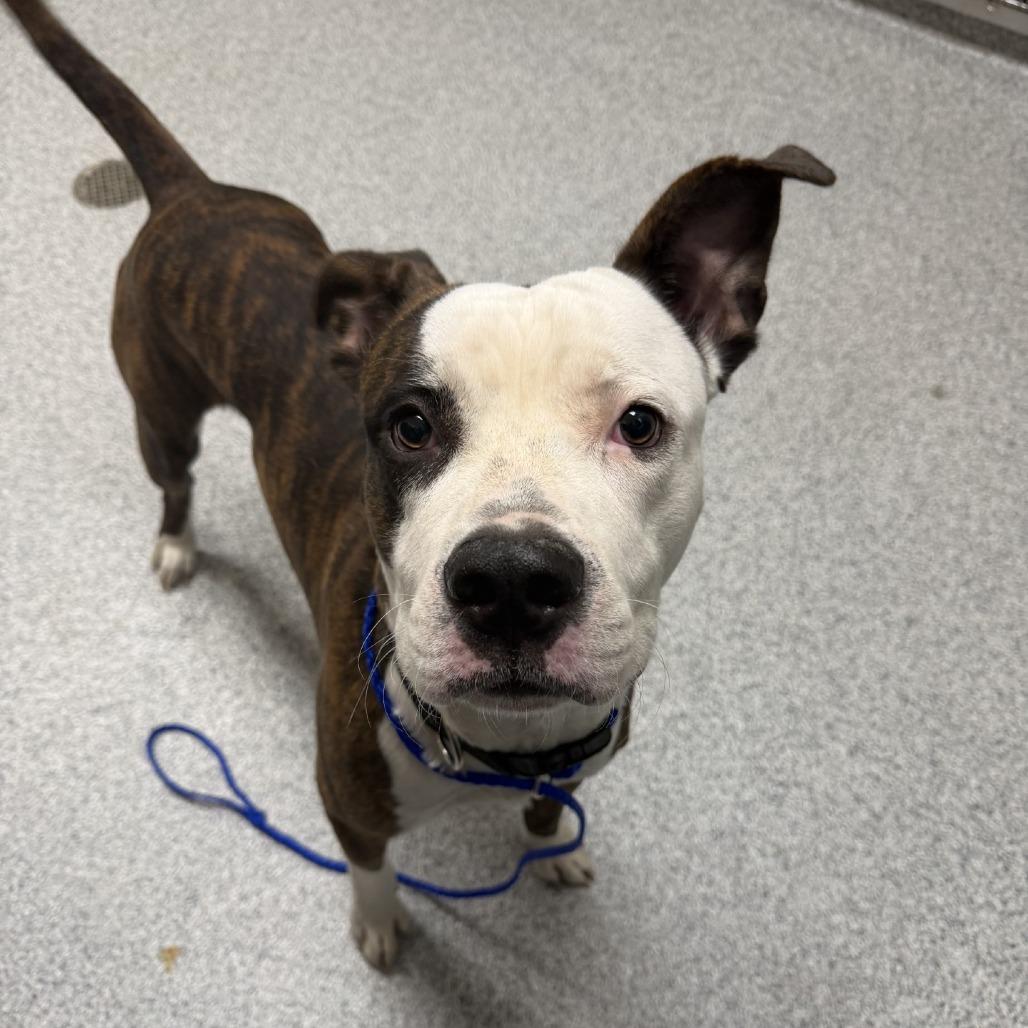 Enlarge Cedar, a Adoptable Boxer in Grand Rapids, MI image 2/2
