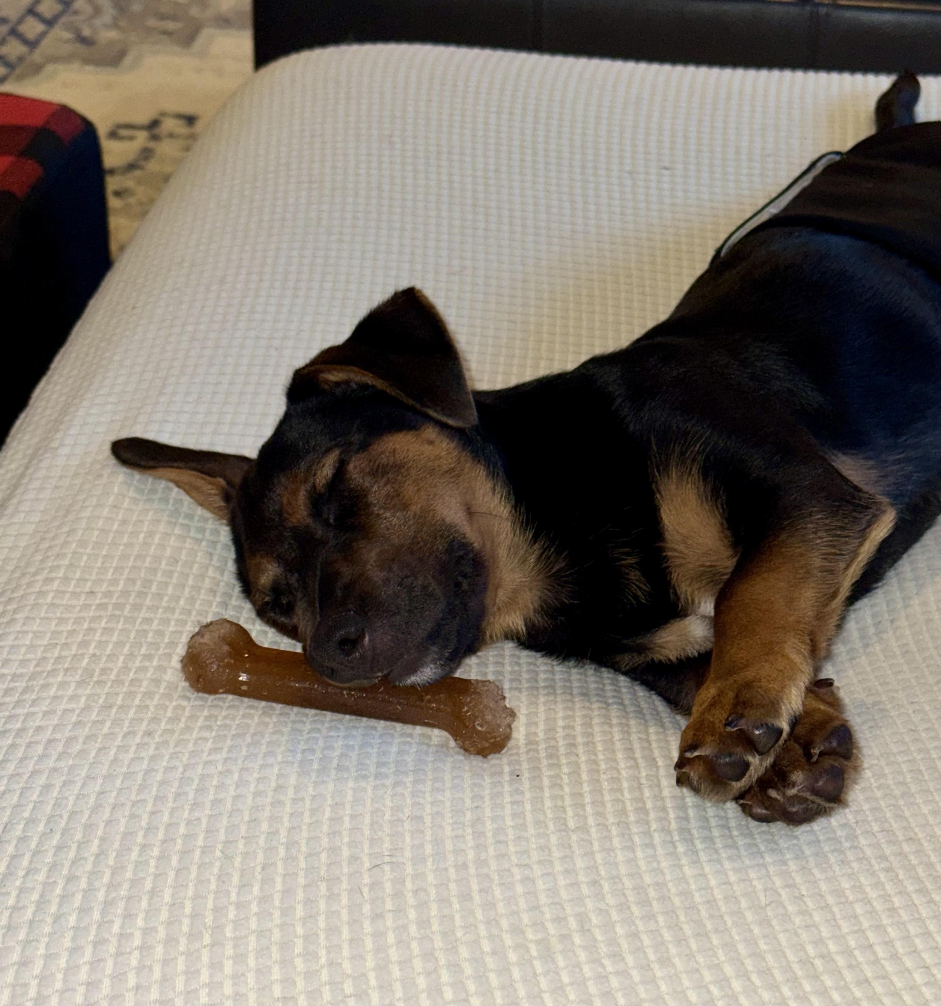 Enlarge Arlo, a ADOPTABLE mixed breed in Bethel, CT image 6/6