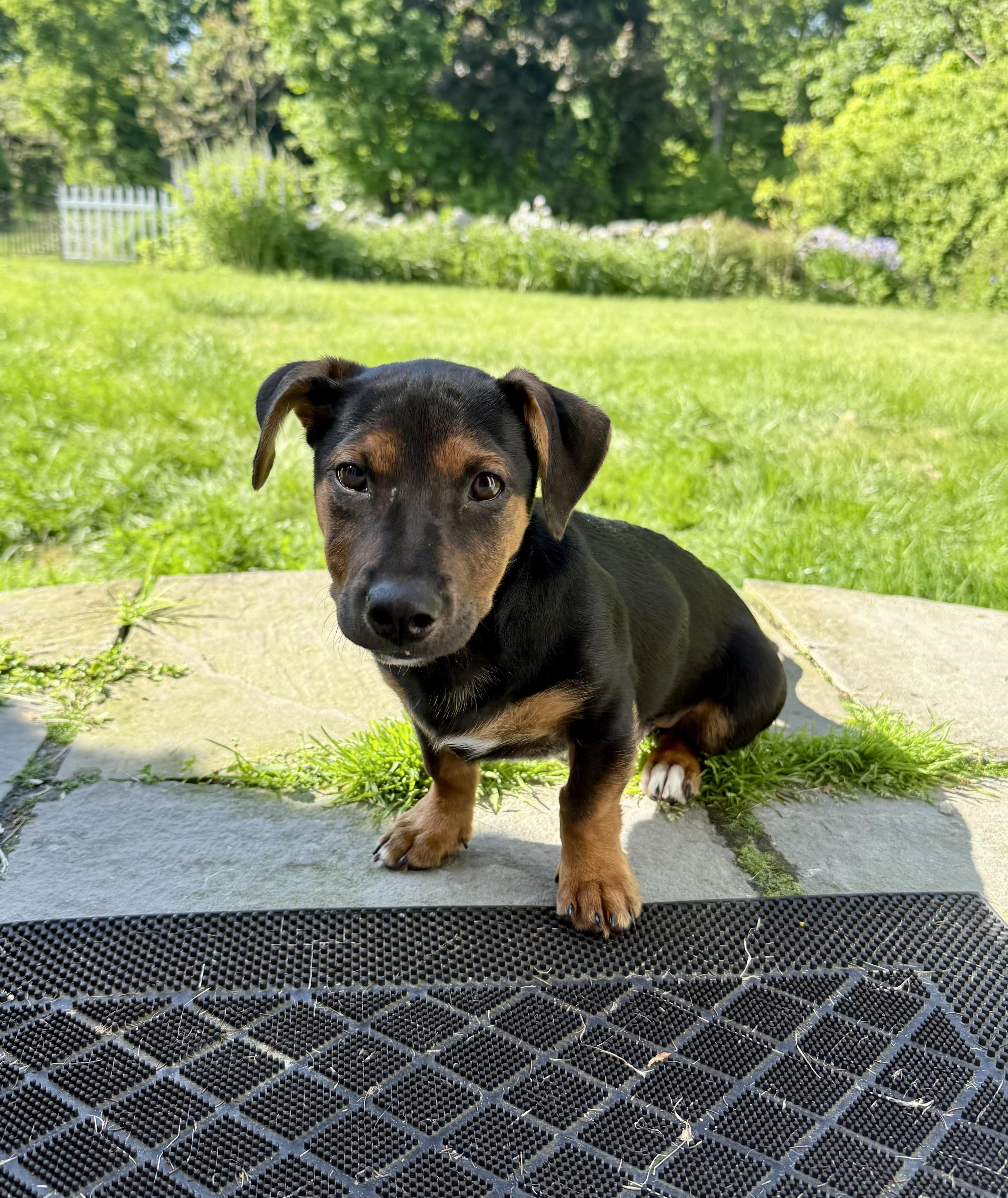 Enlarge Arlo, a ADOPTABLE mixed breed in Bethel, CT image 3/6