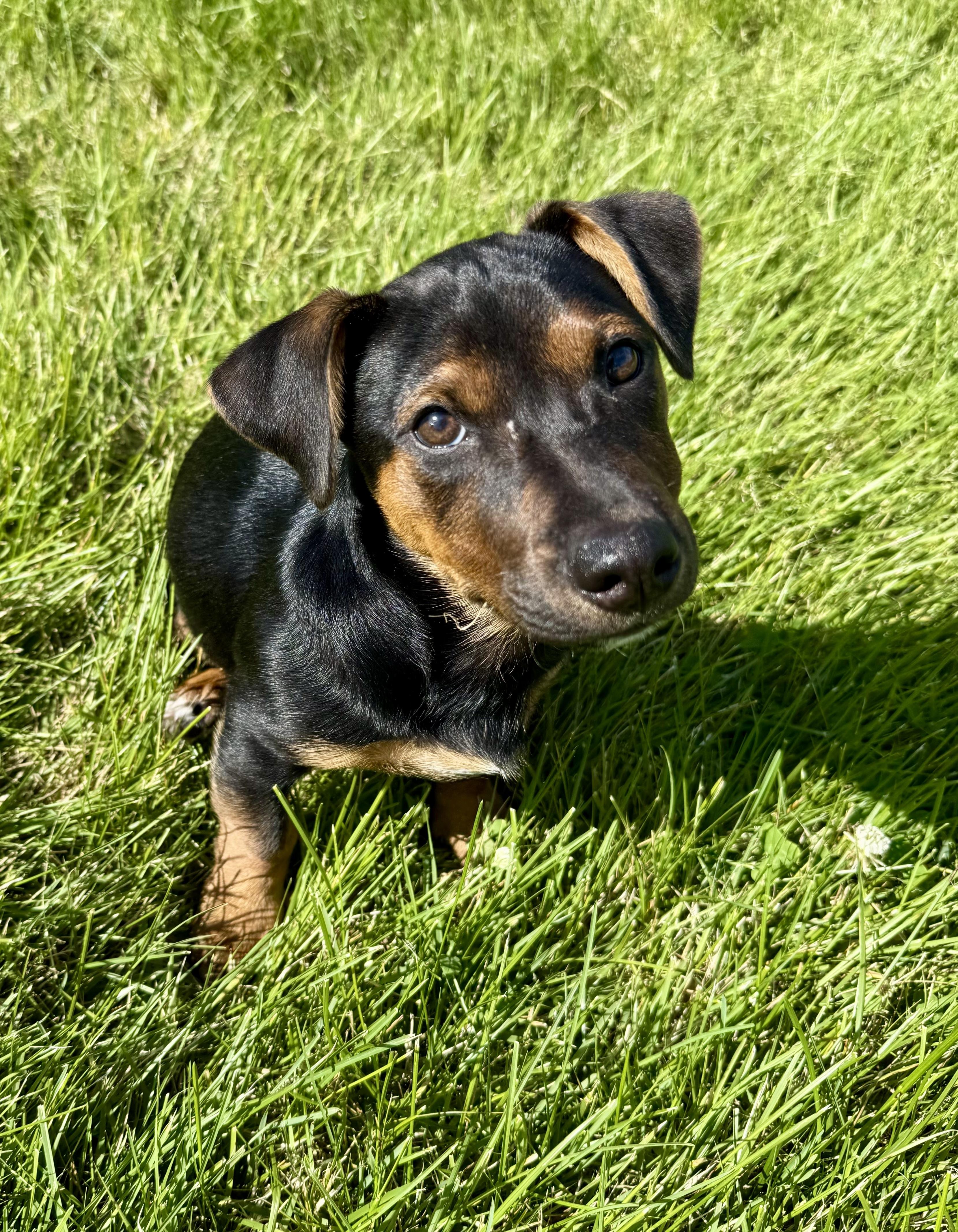 Enlarge Arlo, a ADOPTABLE mixed breed in Bethel, CT image 4/6