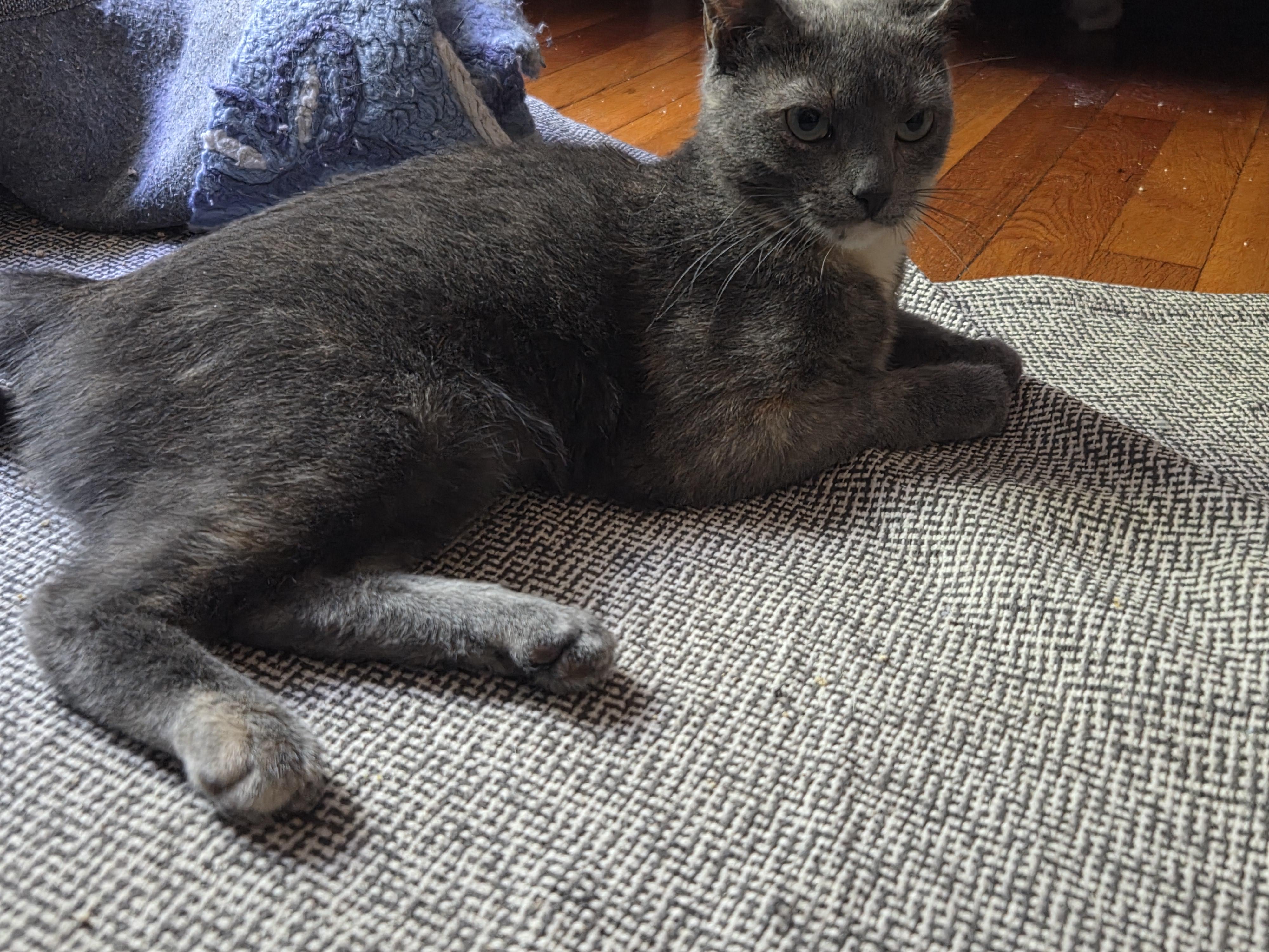 Enlarge Tia, a ADOPTABLE Tortoiseshell in Melrose, MA image 2/2