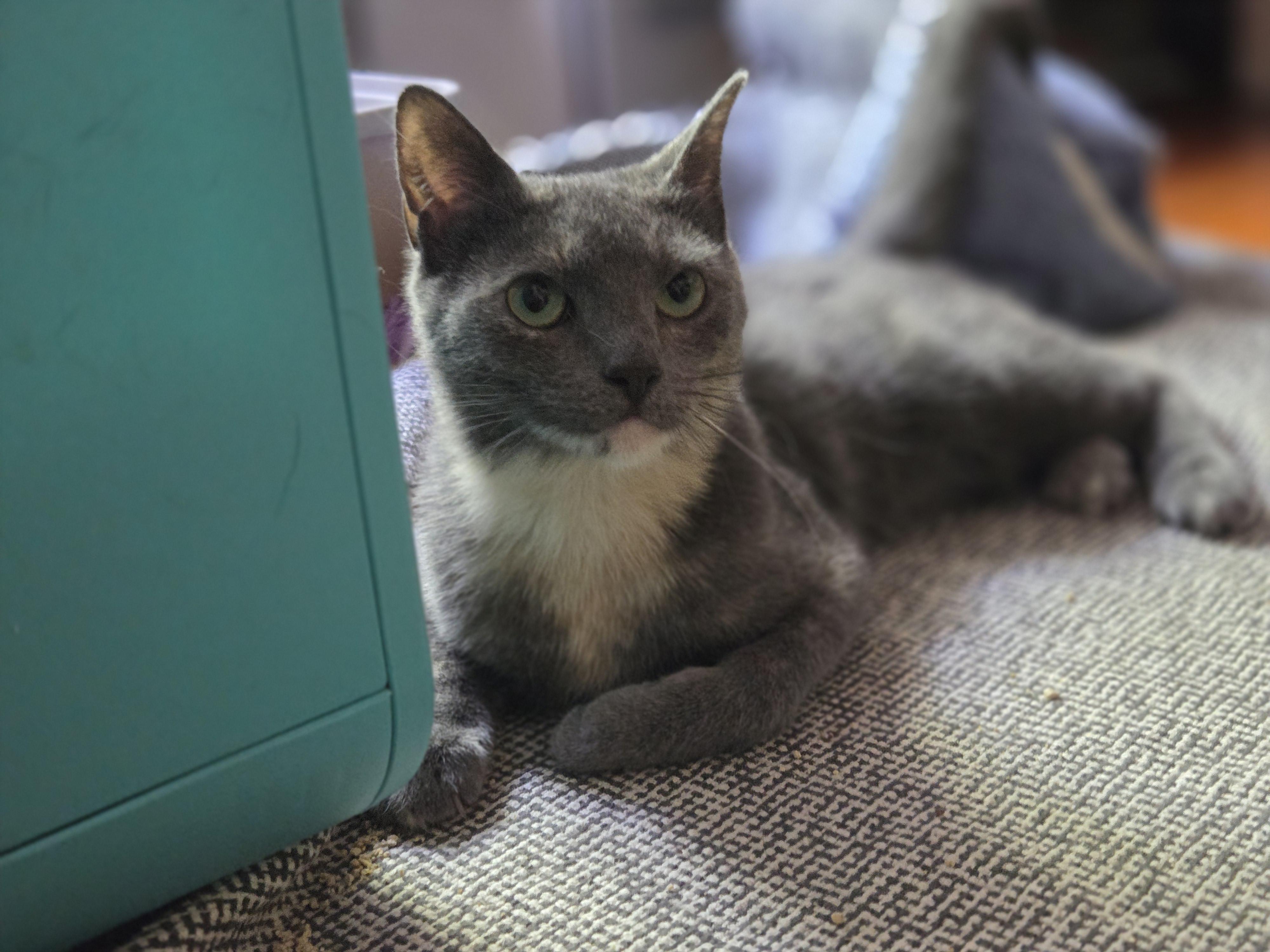 Tia, ADOPTABLE, Young Female Tortoiseshell.