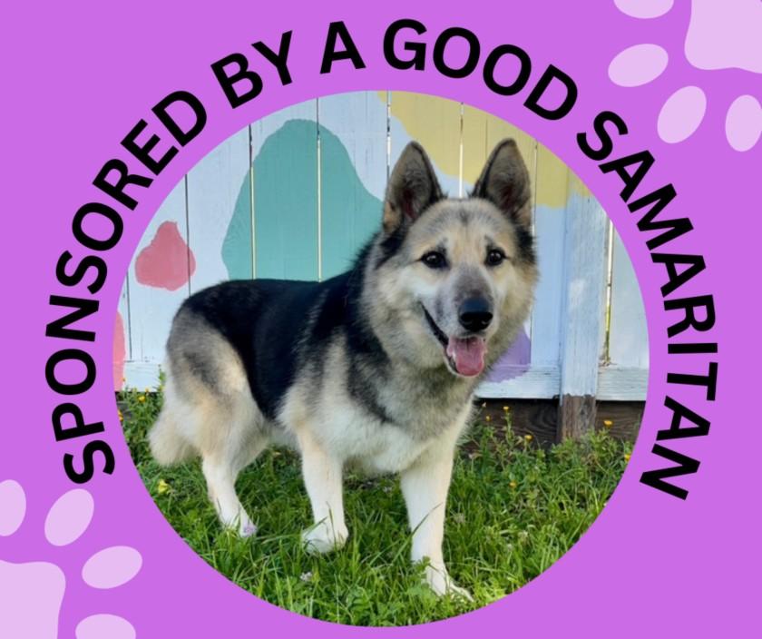 Enlarge ZAFIRO, a Adoptable mixed breed in Santa Cruz, CA image 1/1