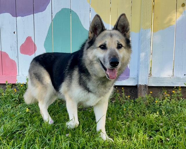 Enlarge ZAFIRO, a Adoptable mixed breed in Santa Cruz, CA image 1/1