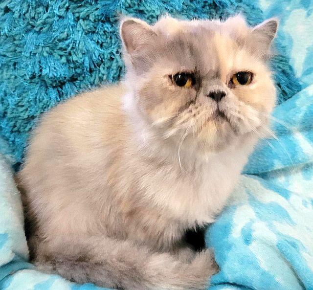 Enlarge SKYE, a Adoptable Persian in Powder Springs, GA image 1/3