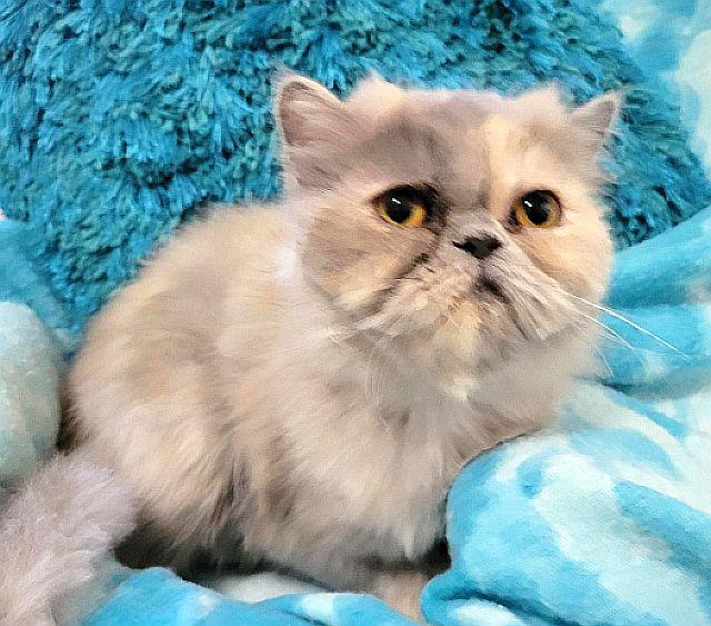 Enlarge SKYE, a Adoptable Persian in Powder Springs, GA image 2/3