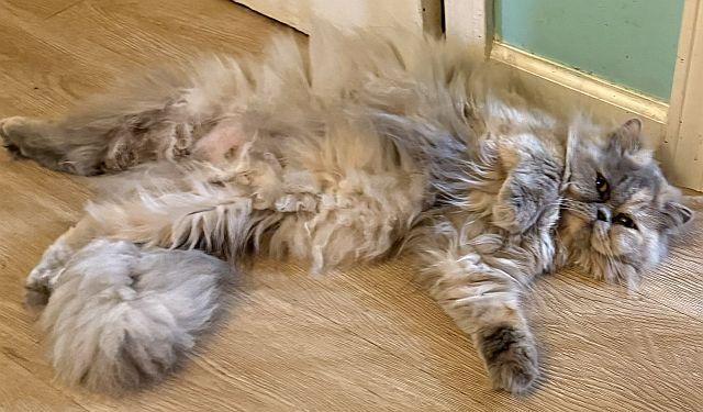 Enlarge SKYE, a Adoptable Persian in Powder Springs, GA image 3/3