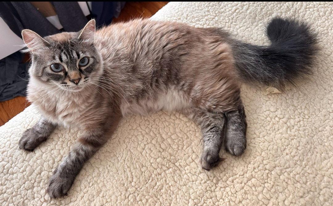 Leilani, Adoptable, Young Female Siamese & Siberian.