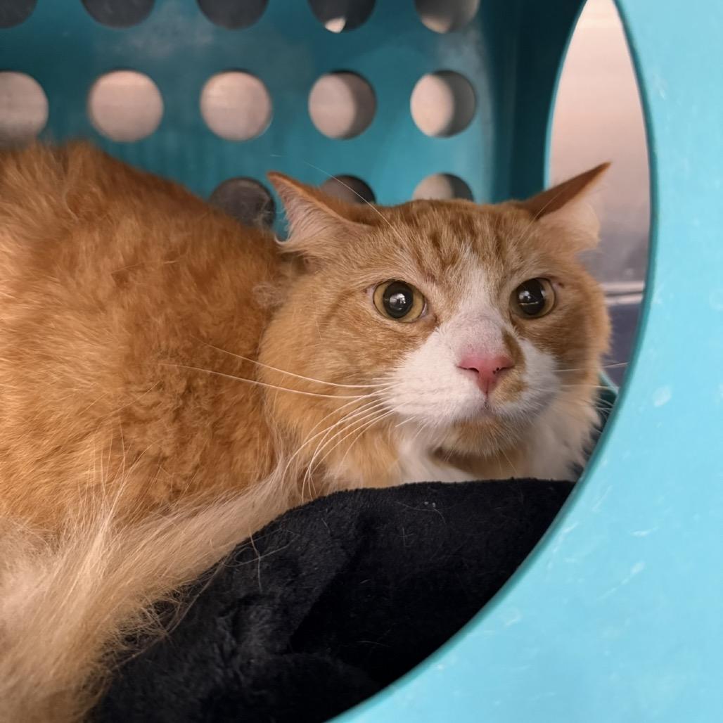 Enlarge Haagen Dazs, a Adoptable Domestic Medium Hair in Williston, FL image 1/2