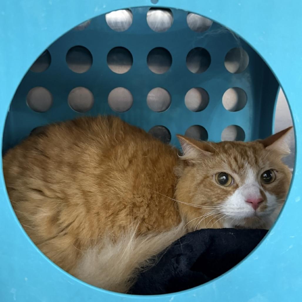 Enlarge Haagen Dazs, a Adoptable Domestic Medium Hair in Williston, FL image 2/2