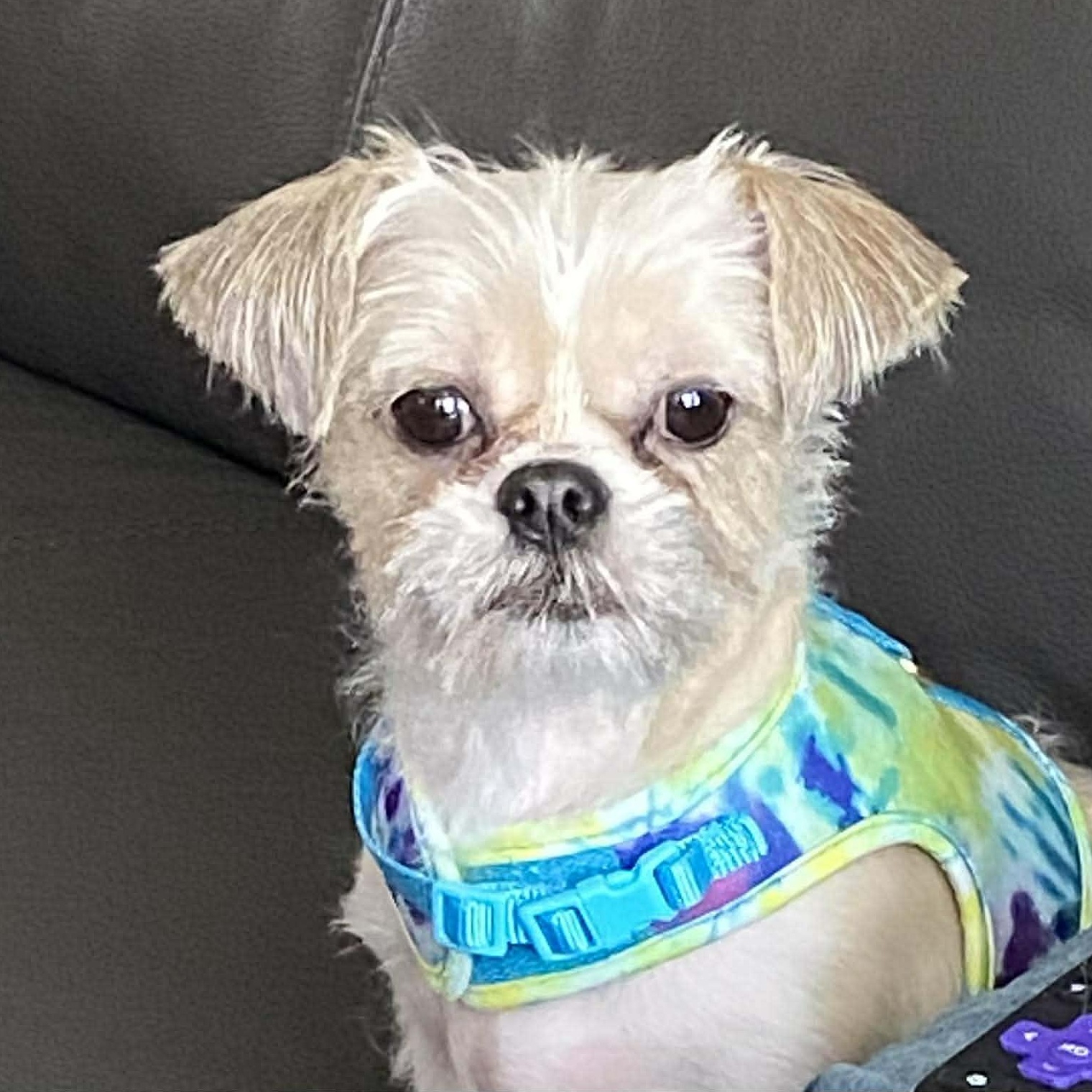 Arabella, adopted, Adult Female Shih Tzu.
