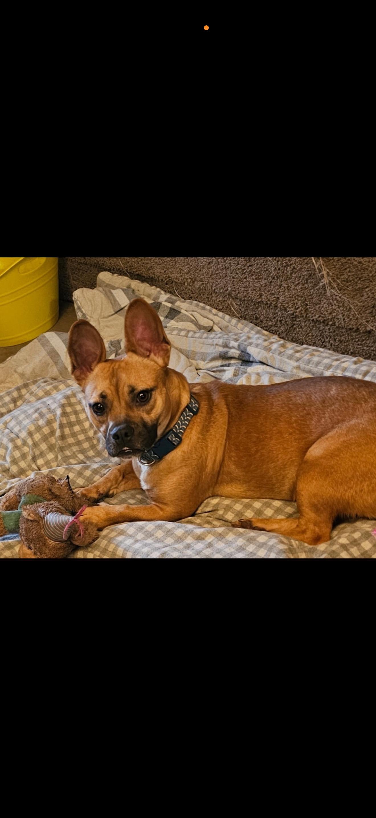 Enlarge Teddy, a ADOPTABLE Mixed Breed in Greenwood, IN image 5/6
