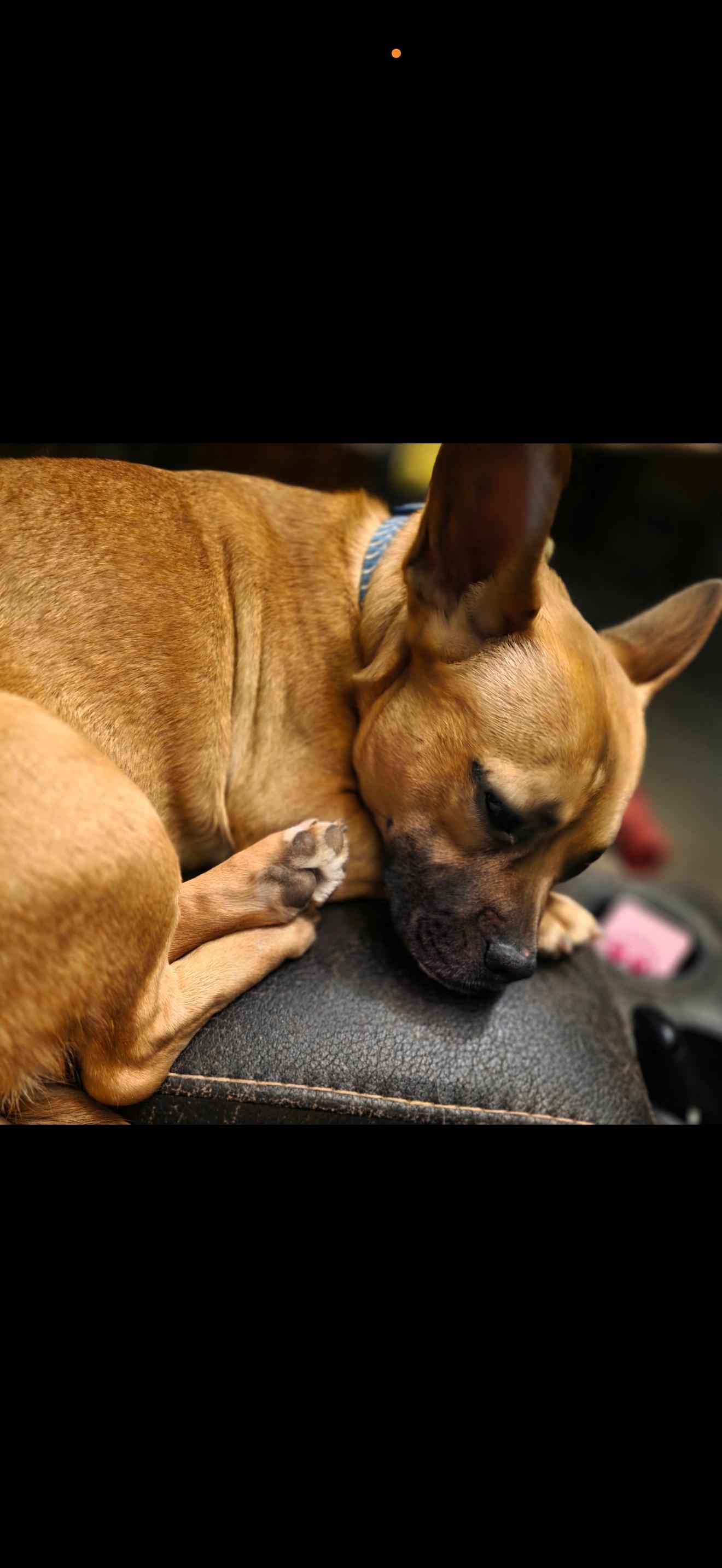 Enlarge Teddy, a ADOPTABLE Mixed Breed in Greenwood, IN image 6/6