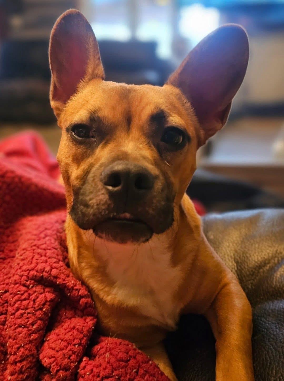 Enlarge Teddy, a ADOPTABLE Mixed Breed in Greenwood, IN image 1/6