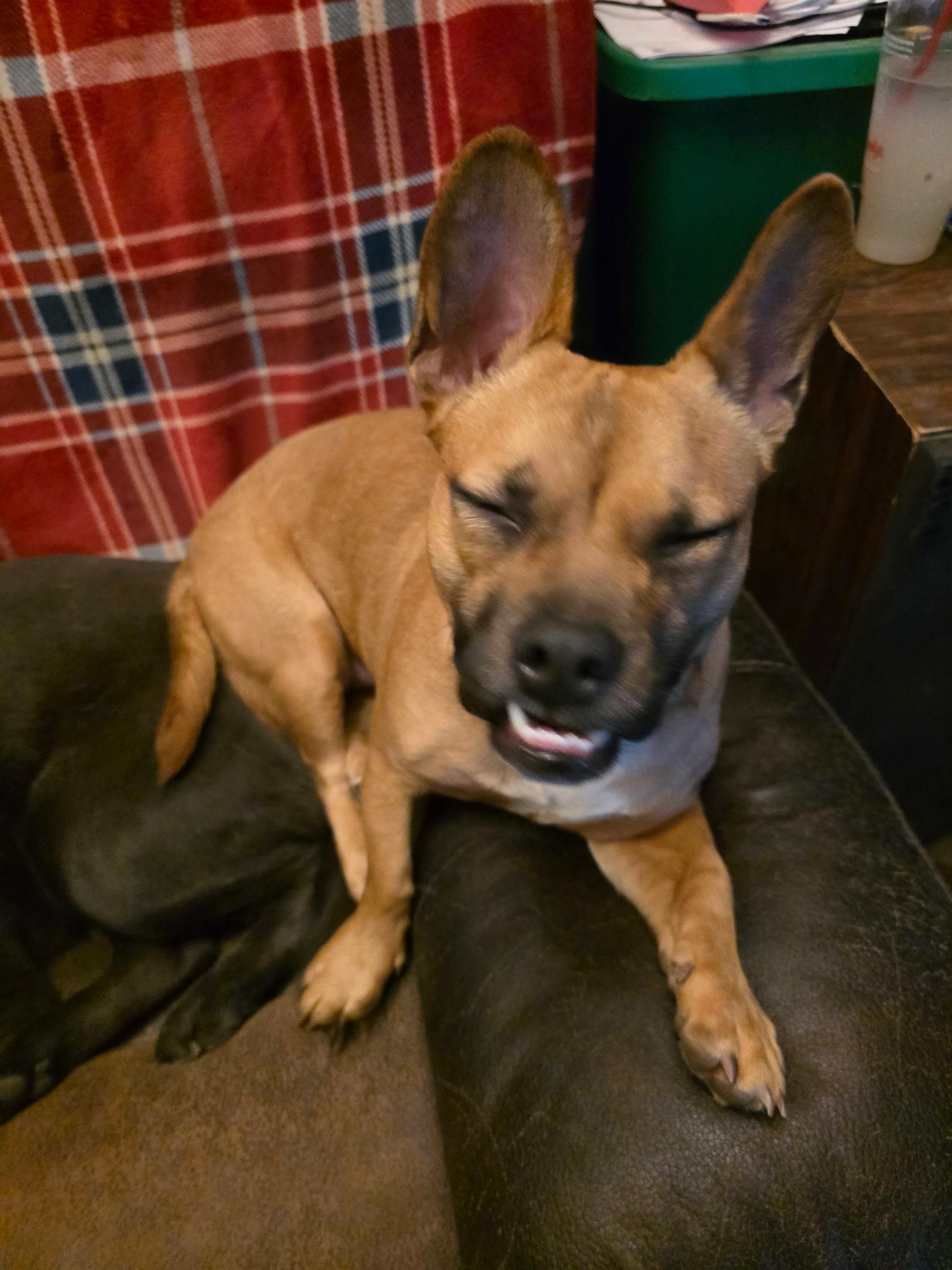 Enlarge Teddy, a ADOPTABLE Mixed Breed in Greenwood, IN image 4/6