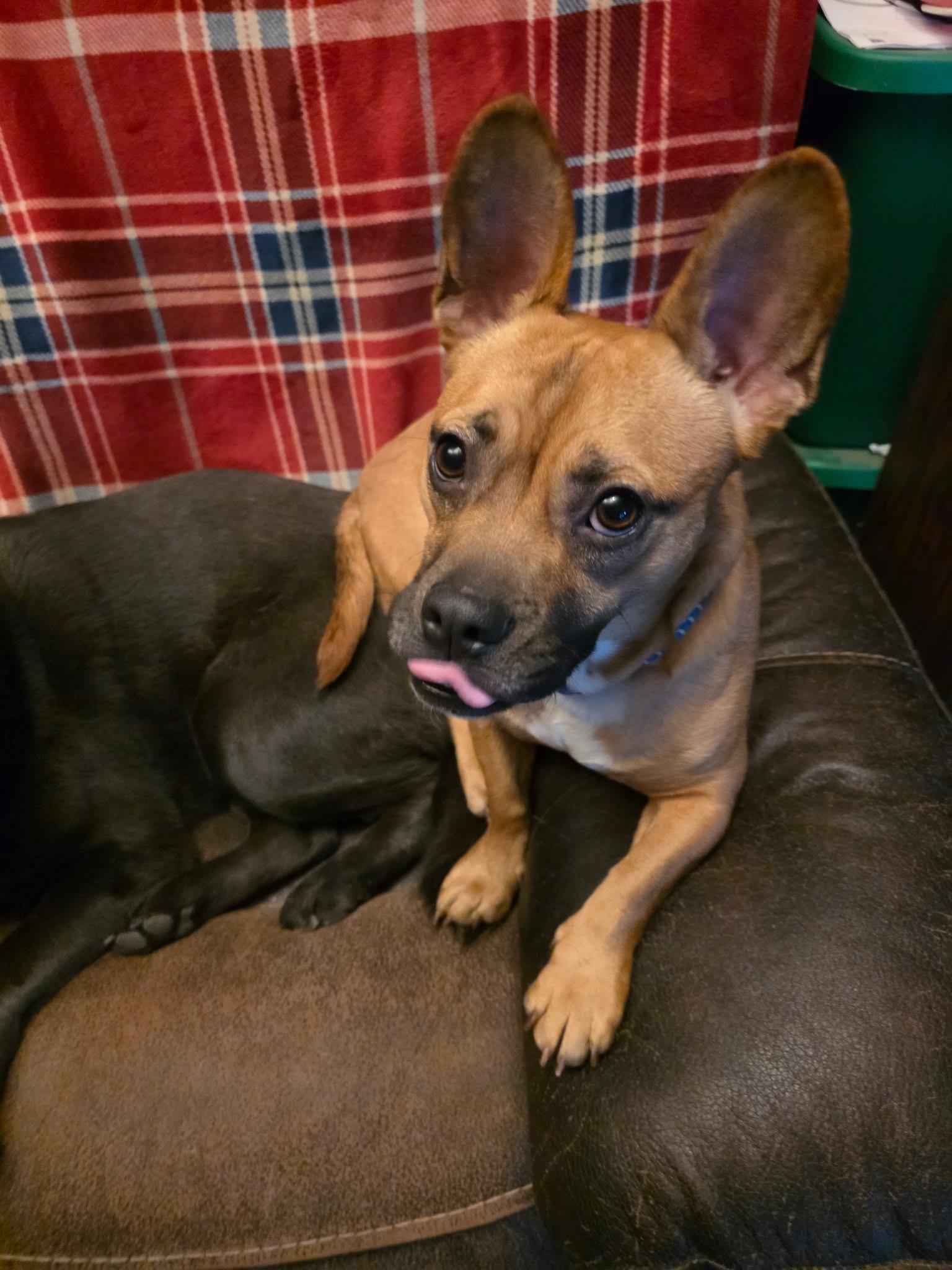 Enlarge Teddy, a ADOPTABLE Mixed Breed in Greenwood, IN image 3/6